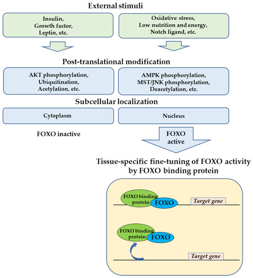 Tissue-Specific Metabolic Regulation of FOXO-Binding Protein