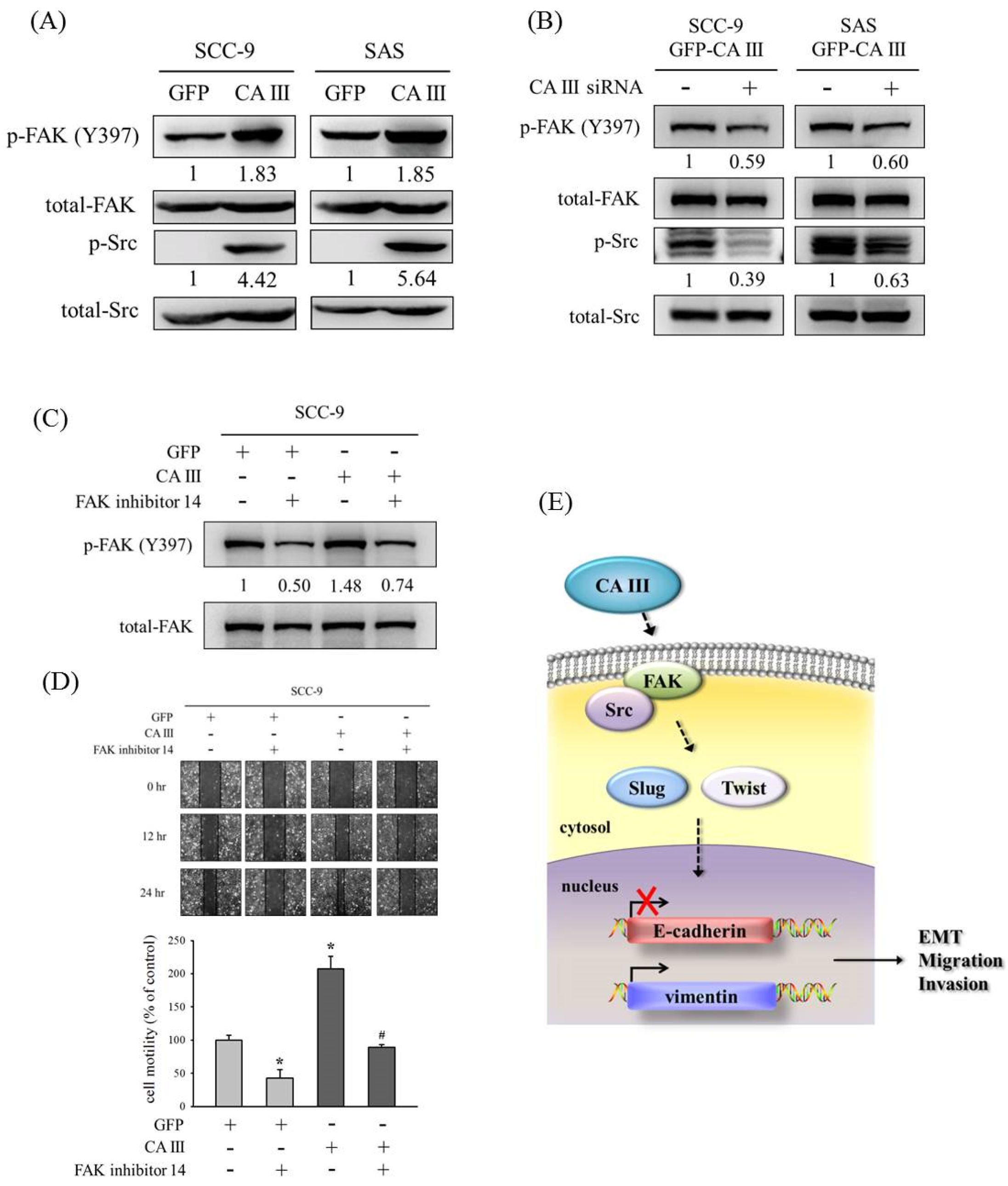 Cells 09 00704 g004 Cells 09 00704 g004