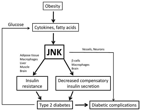 Cells Free Full Text Role Of C Jun N Terminal Kinase Jnk In Obesity And Type 2 Diabetes Html