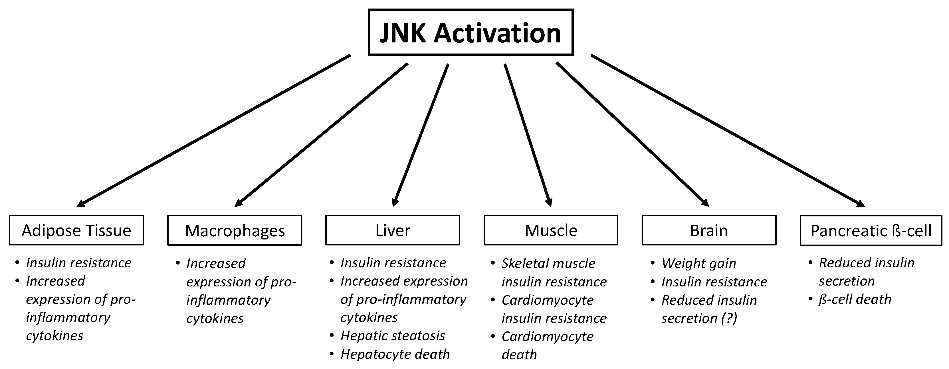 Cells Free Full Text Role Of C Jun N Terminal Kinase Jnk In Obesity And Type 2 Diabetes Html