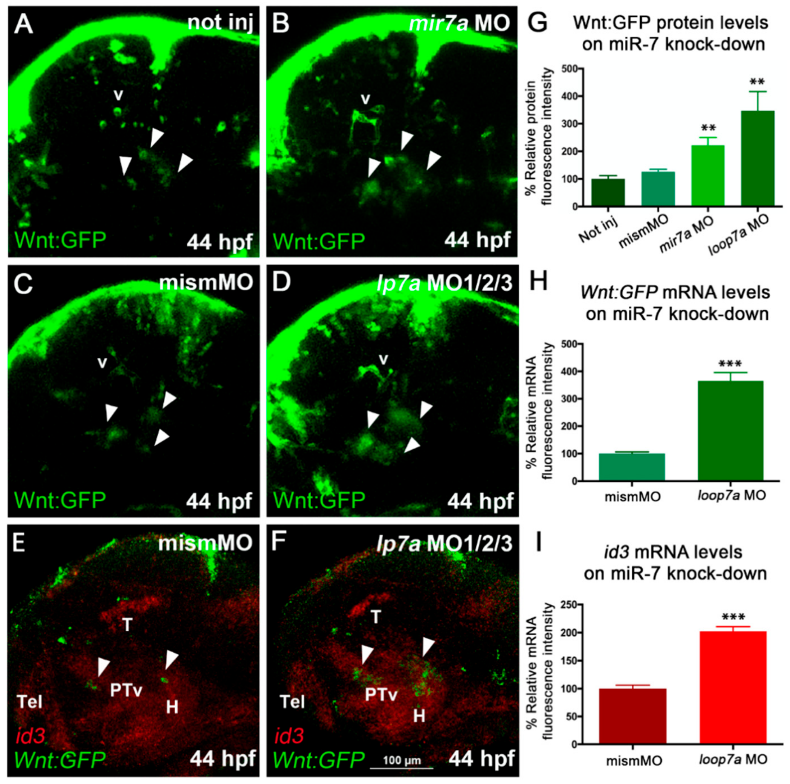 Cells 09 00711 g003