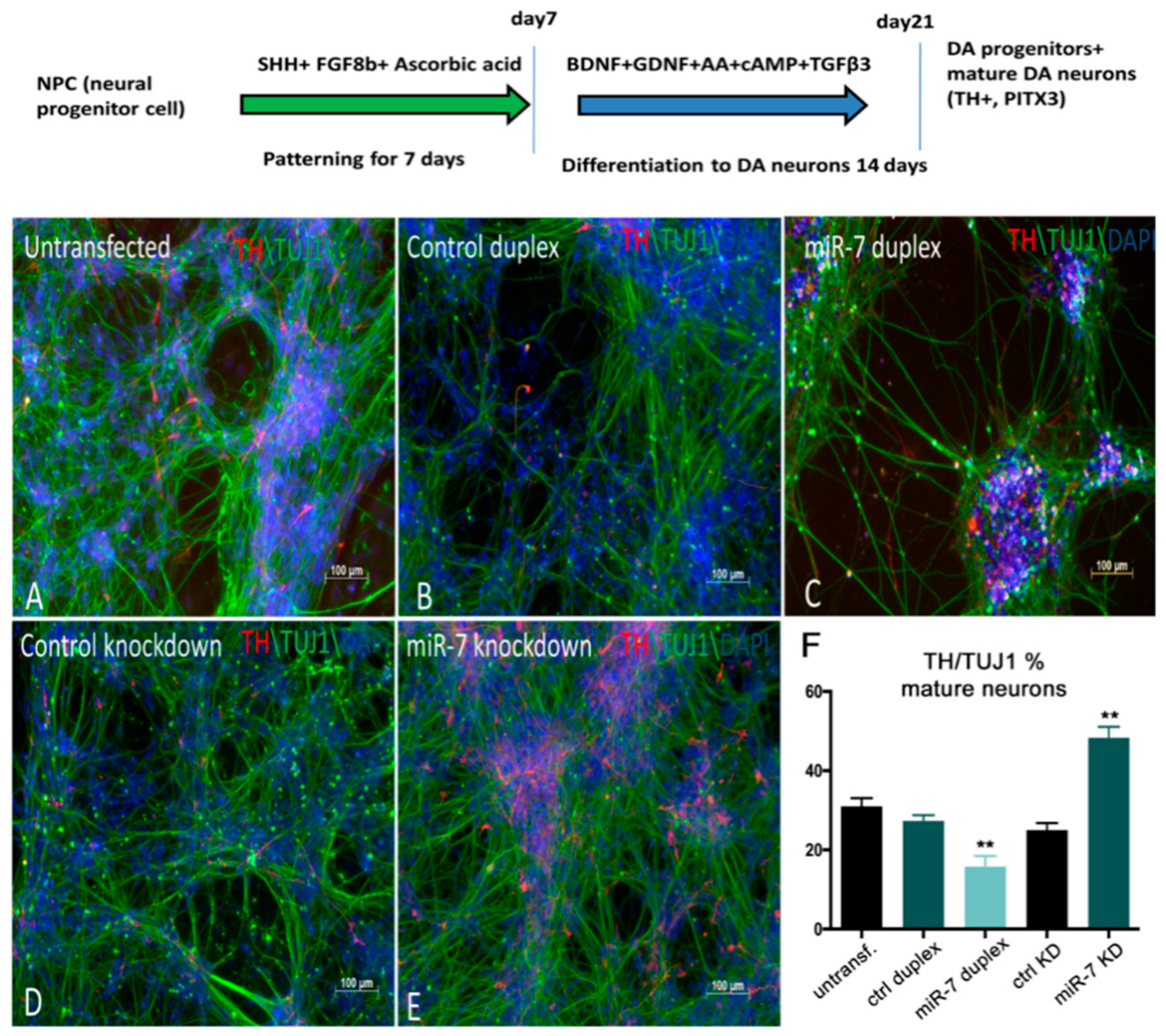 Cells 09 00711 g007