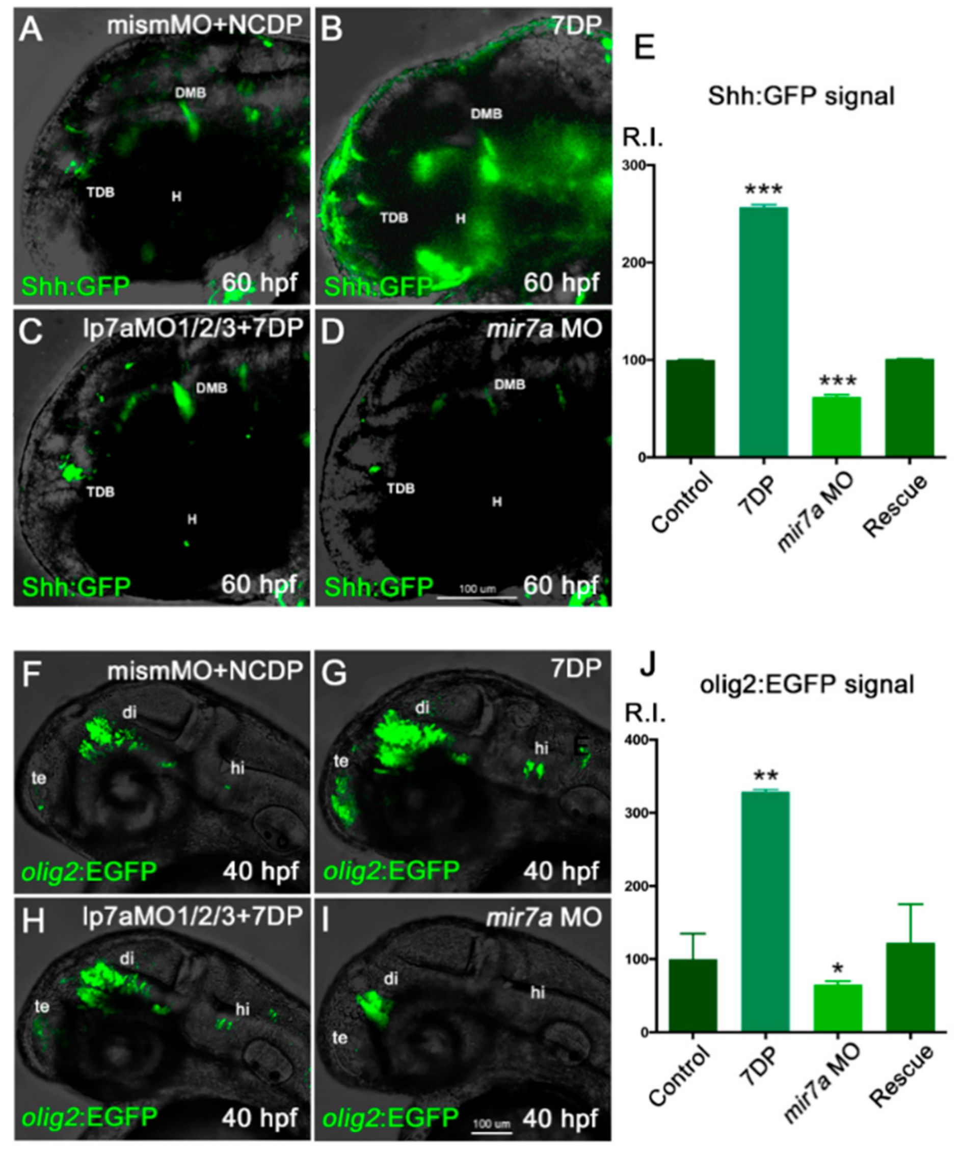 Cells 09 00711 g008