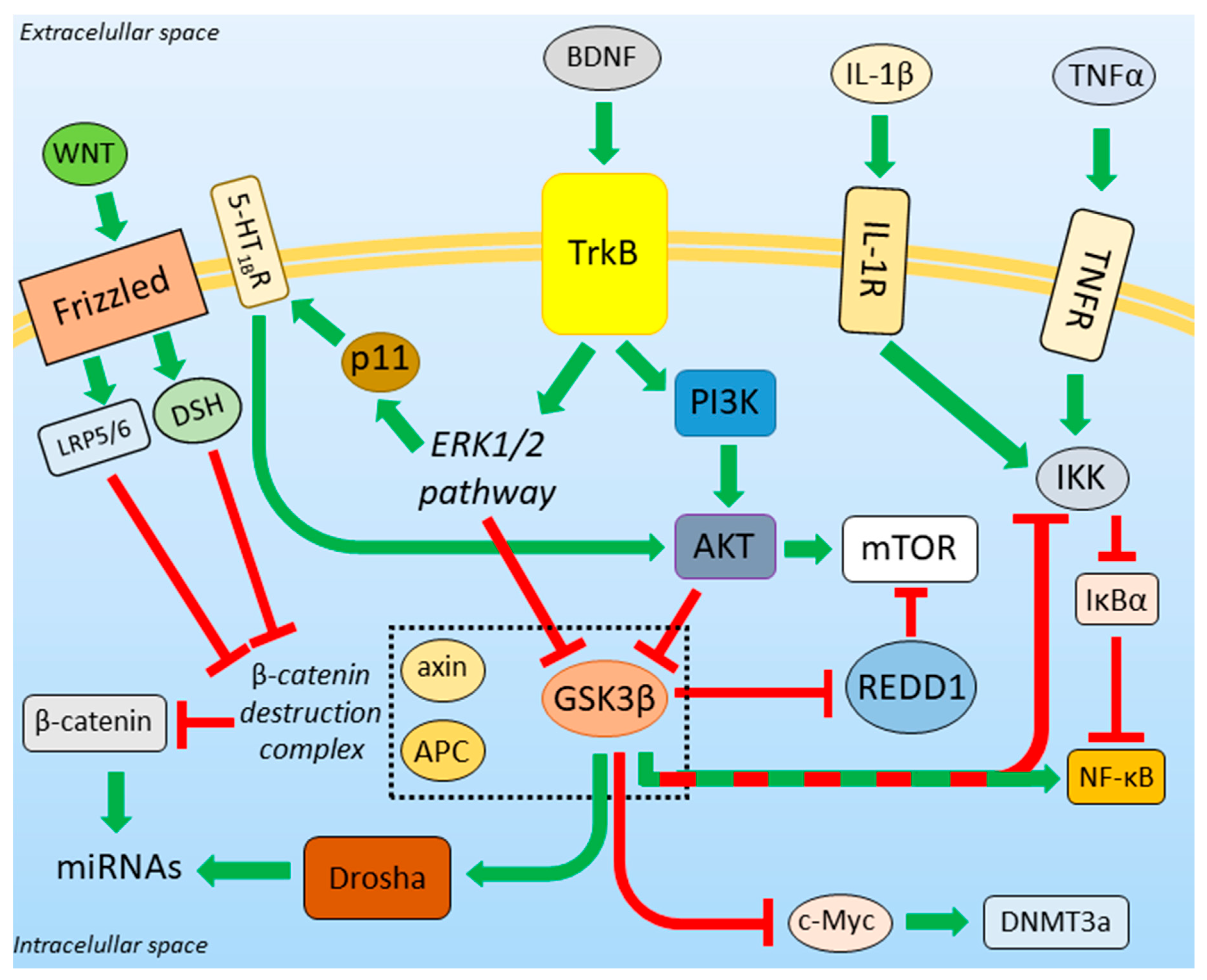 Cells Free Full Text Gsk3b A Master Player In Depressive