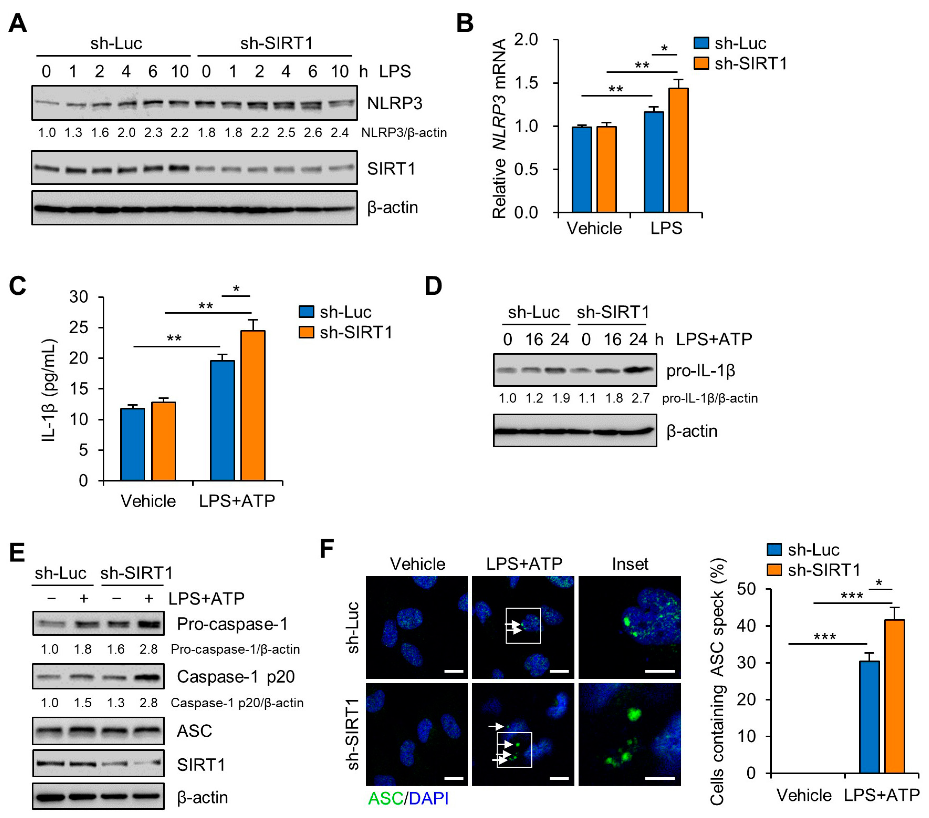 Cells 09 00728 g003 Cells 09 00728 g003