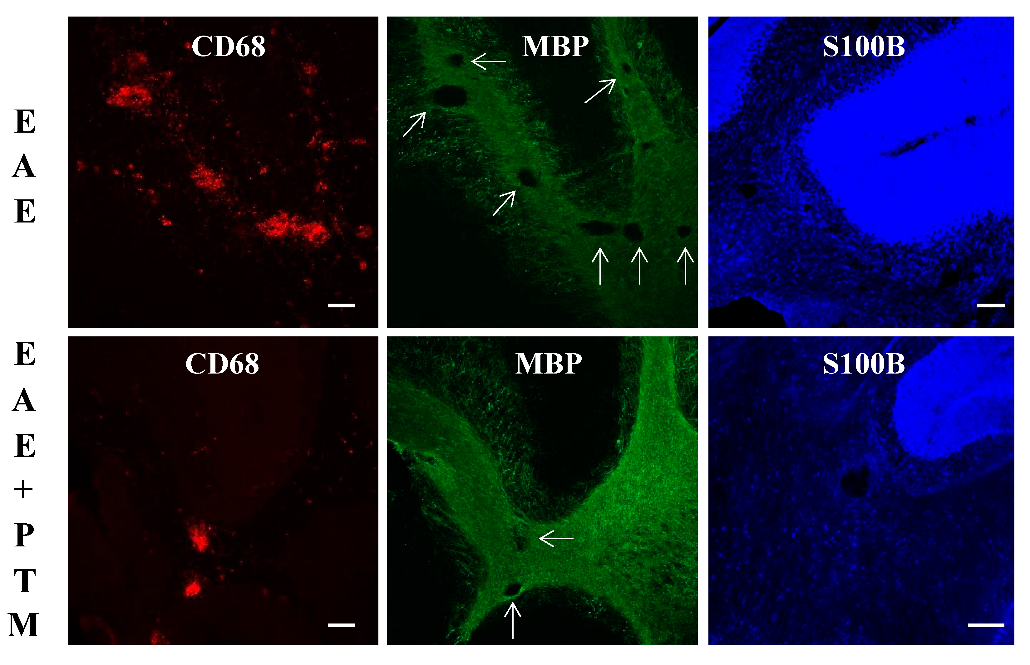 Cells 09 00748 g004 Cells 09 00748 g004