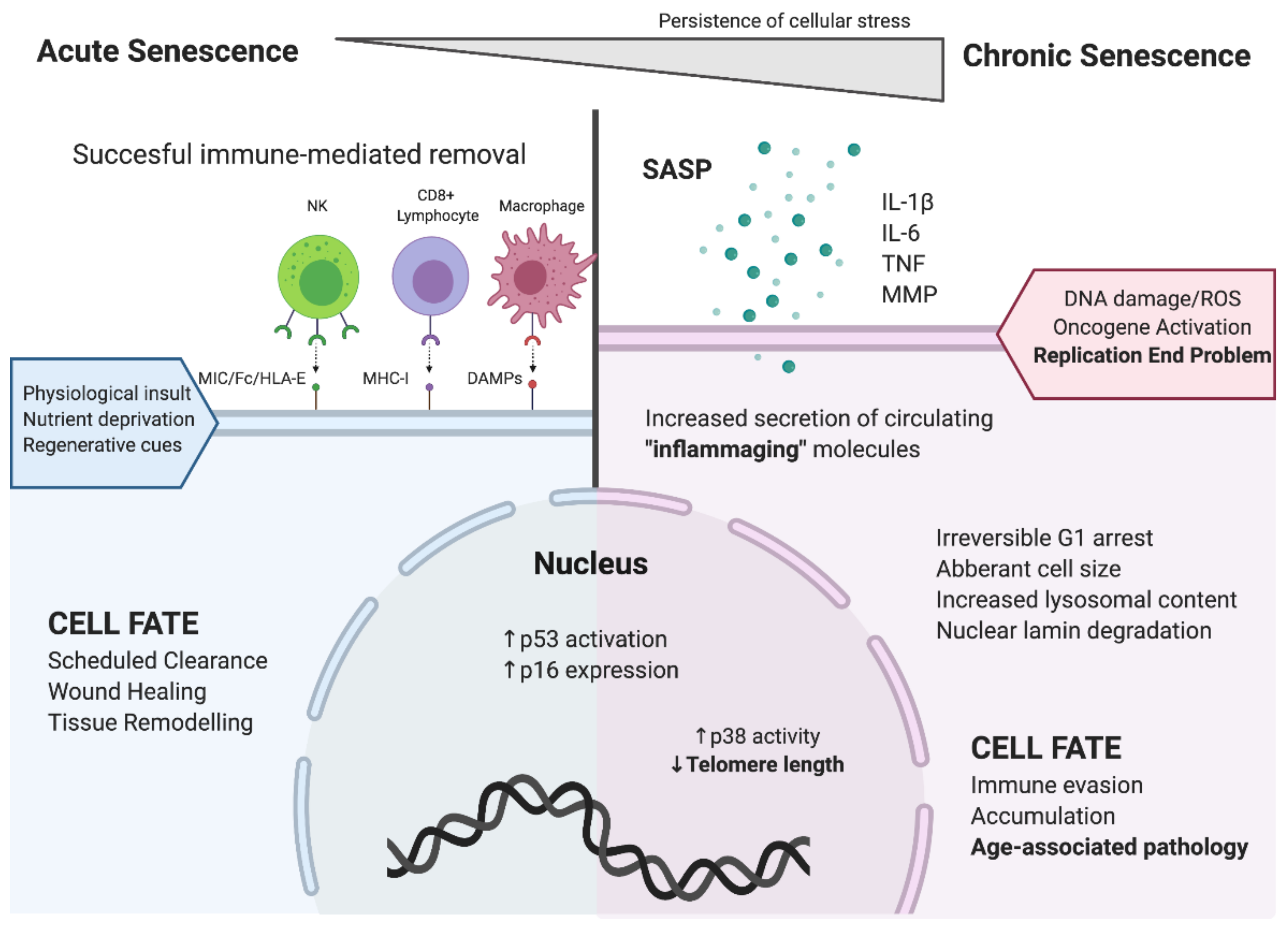 Cells 09 00766 g001 Cells 09 00766 g001