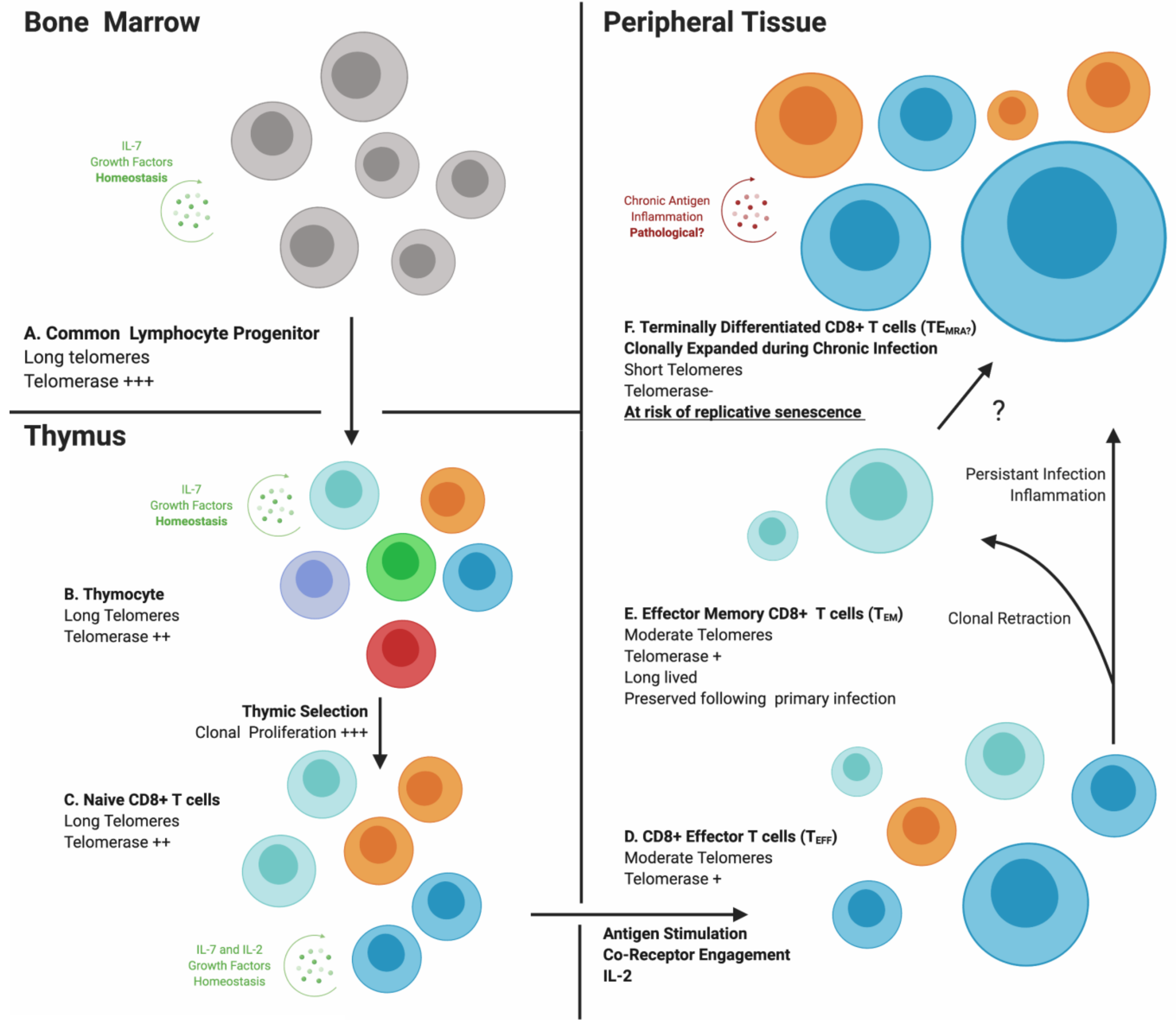 Cells 09 00766 g002 Cells 09 00766 g002