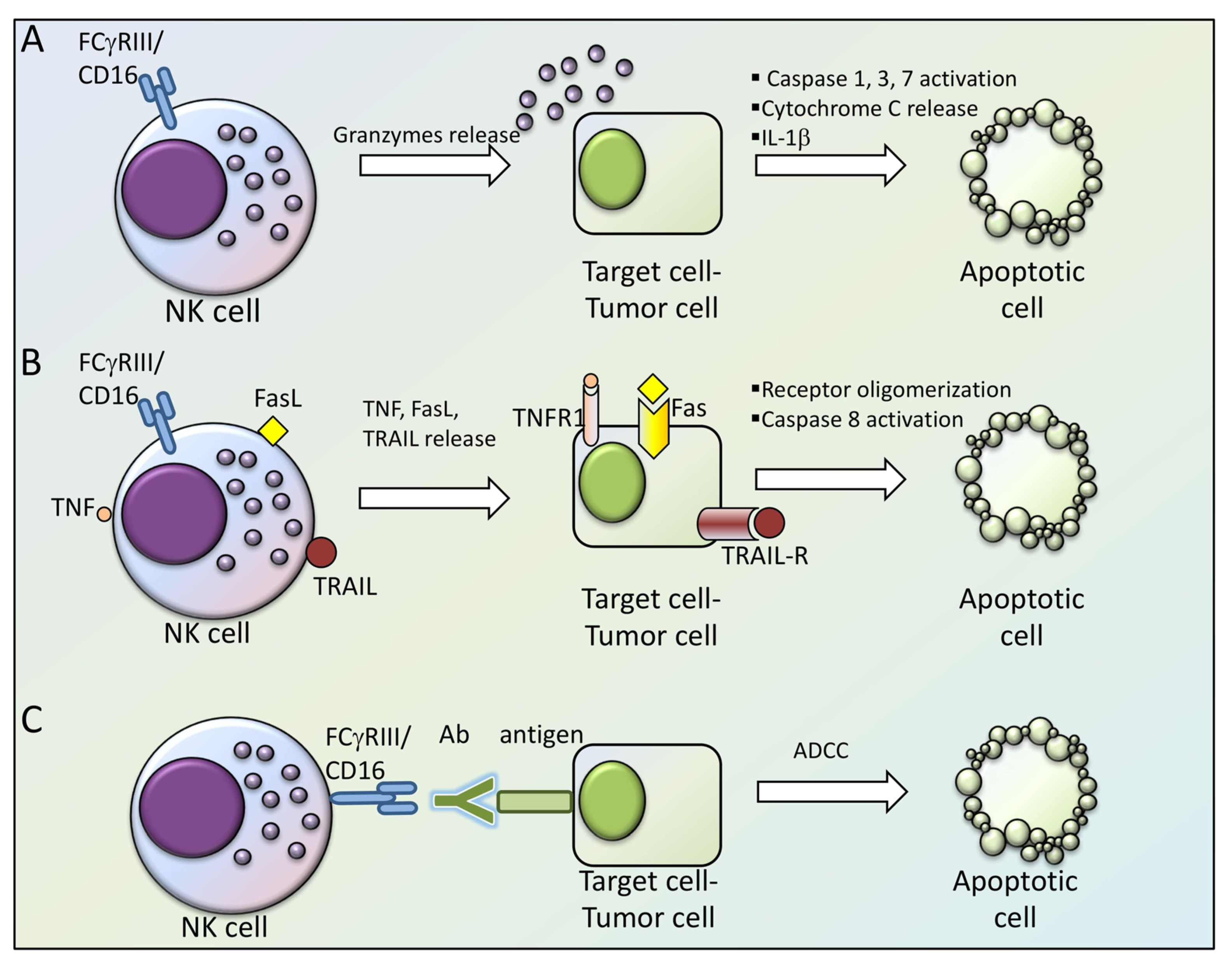 Cells Free Full Text Nk Cells And Cd Implication For Immuno Therapy In Plasma Cell