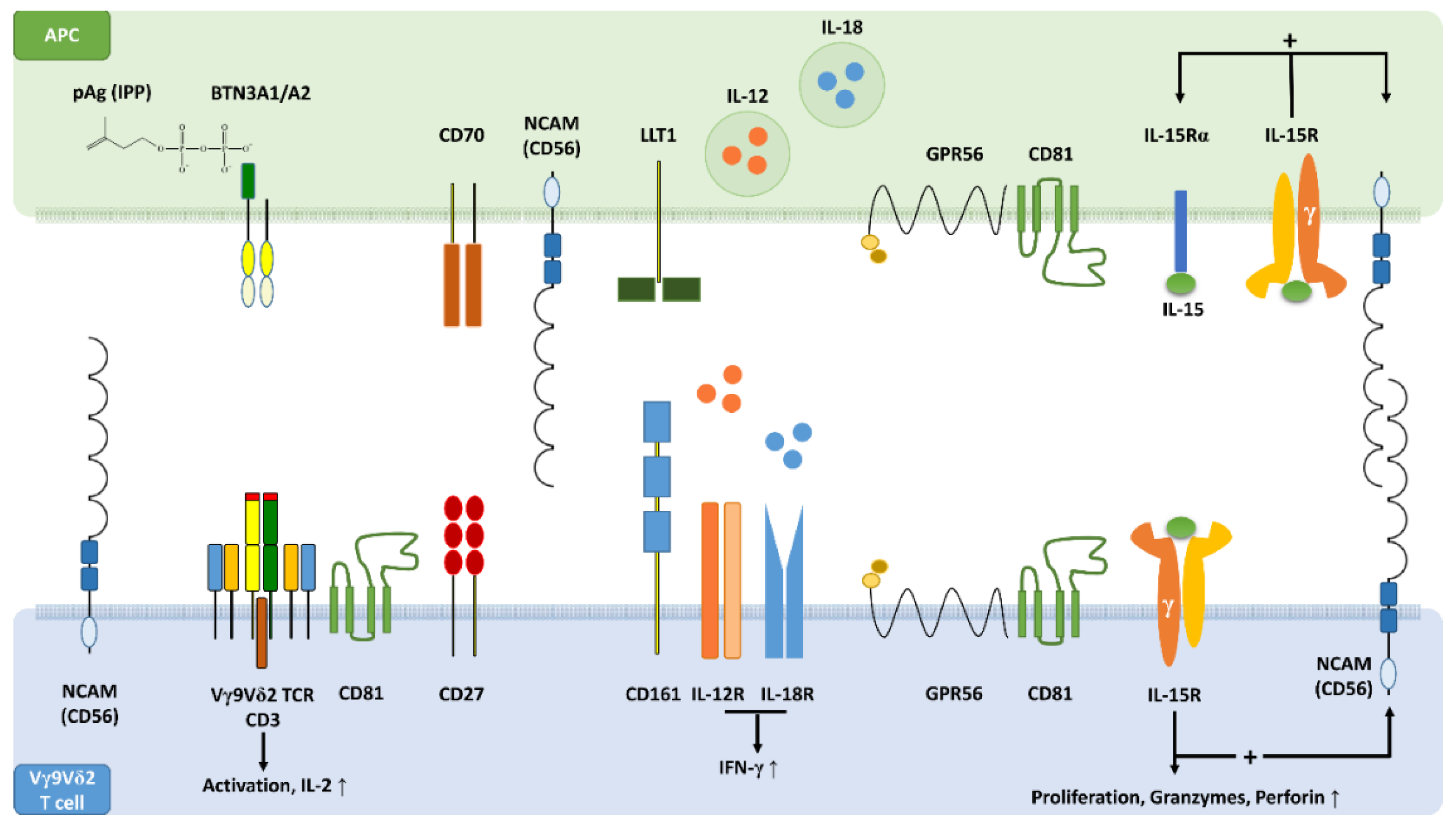 Cells 09 00772 g001 Cells 09 00772 g001