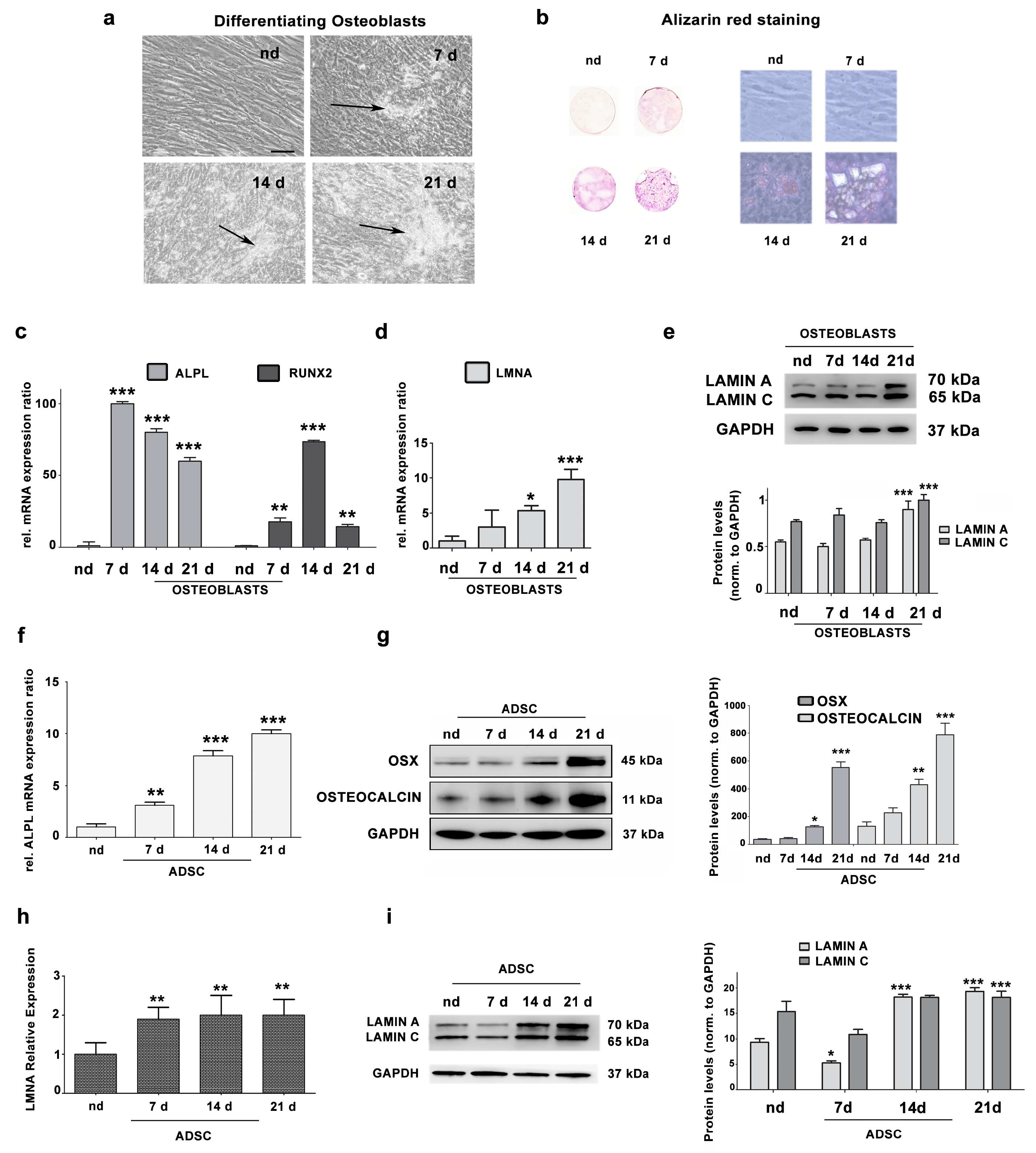 Cells 09 00774 g001 Cells 09 00774 g001