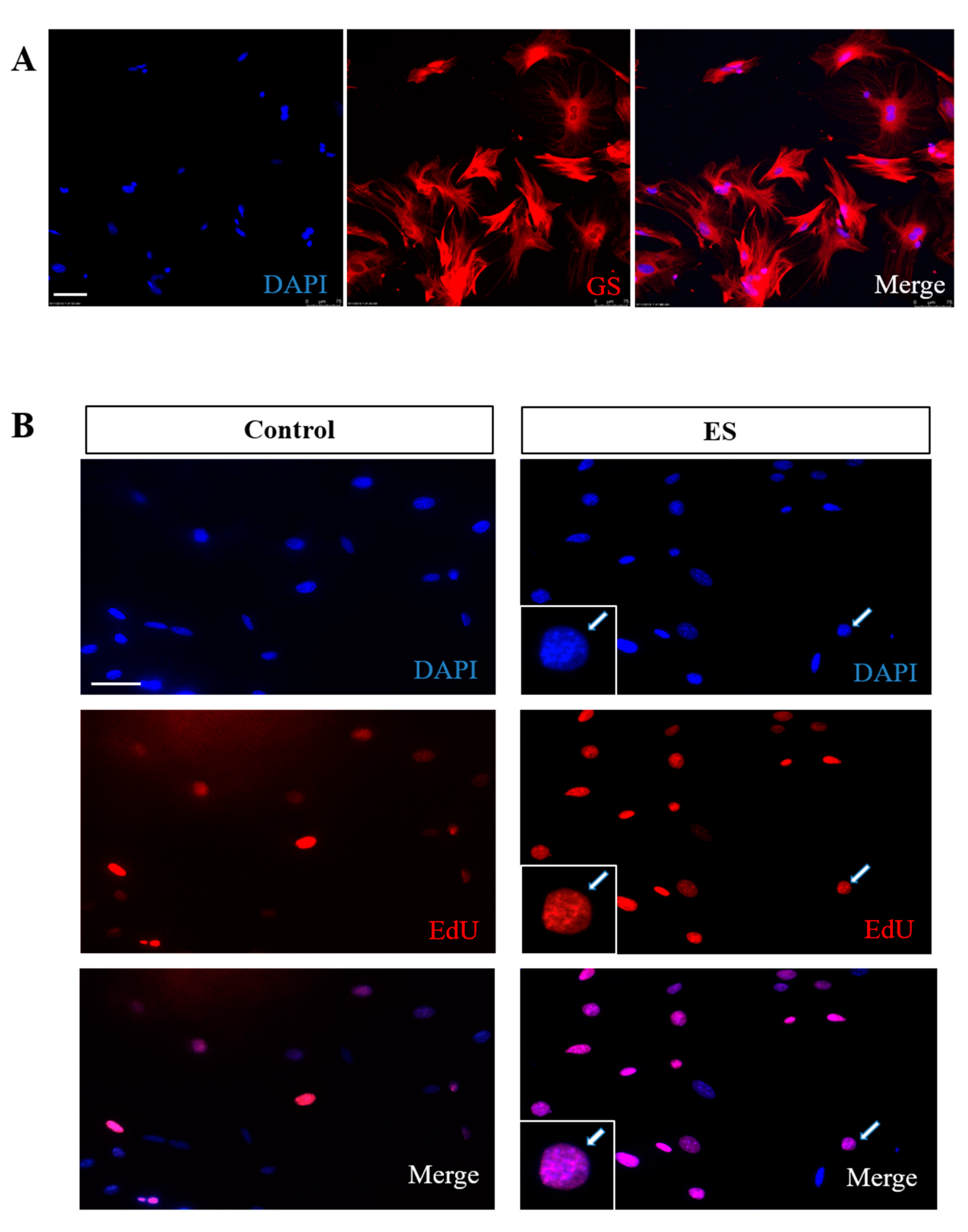 Cells 09 00781 g001 Cells 09 00781 g001