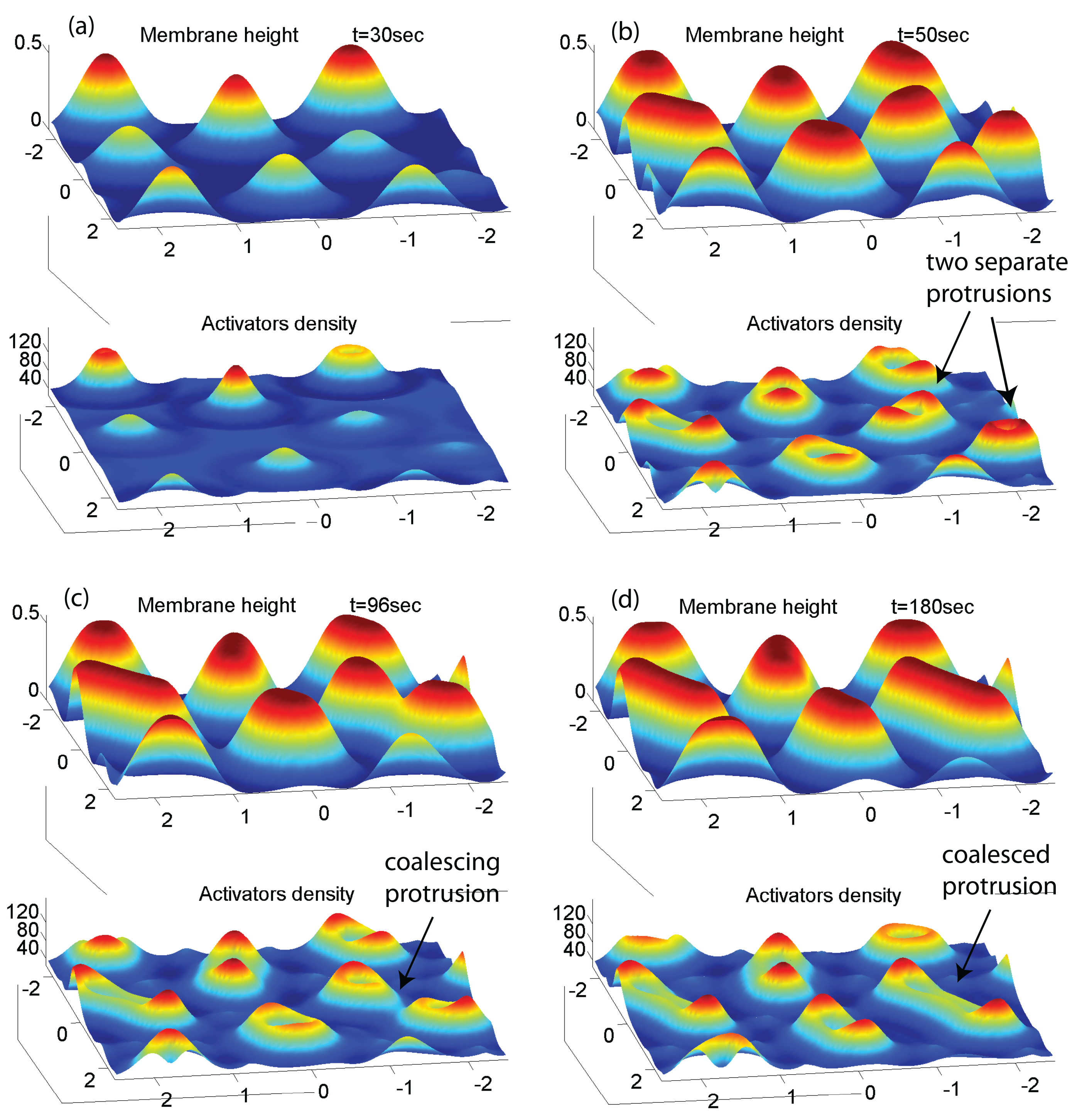 Cells 09 00782 g005 Cells 09 00782 g005