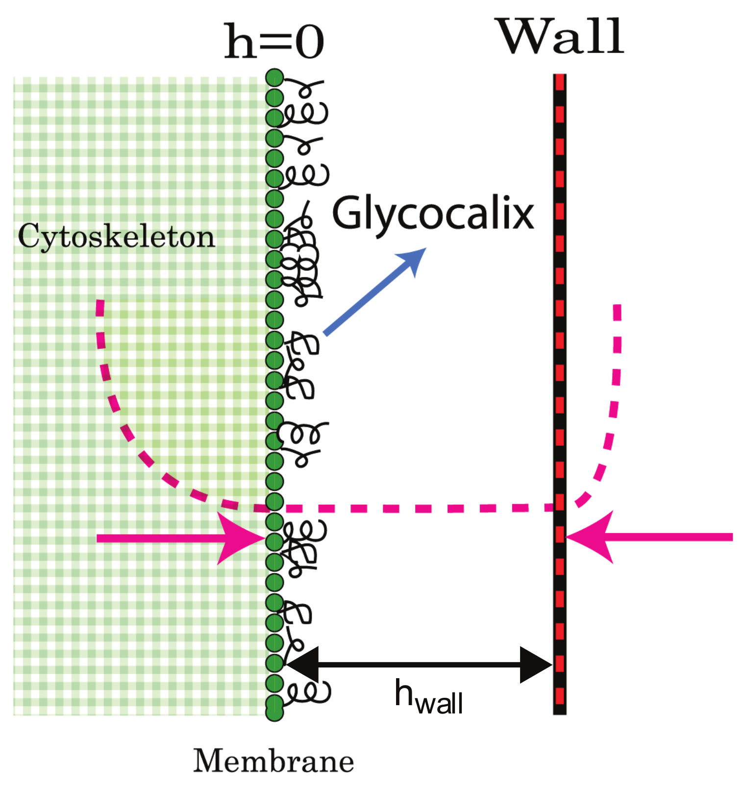 Cells 09 00782 g008 Cells 09 00782 g008