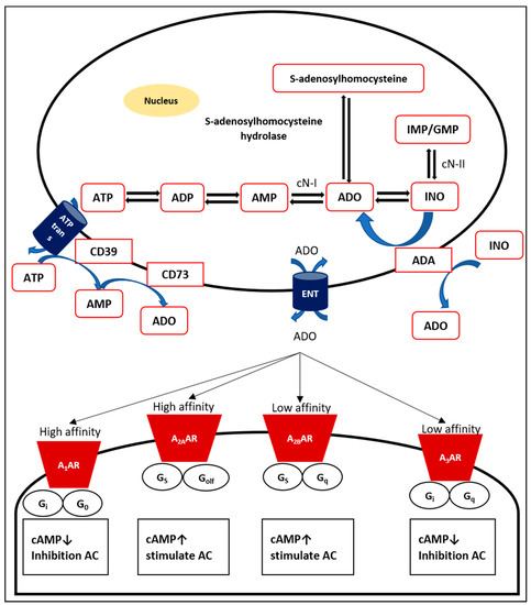 Cells Free Full-Text Focusing on Adenosine Receptors as a Potential Targeted Therapy in Human Diseases image