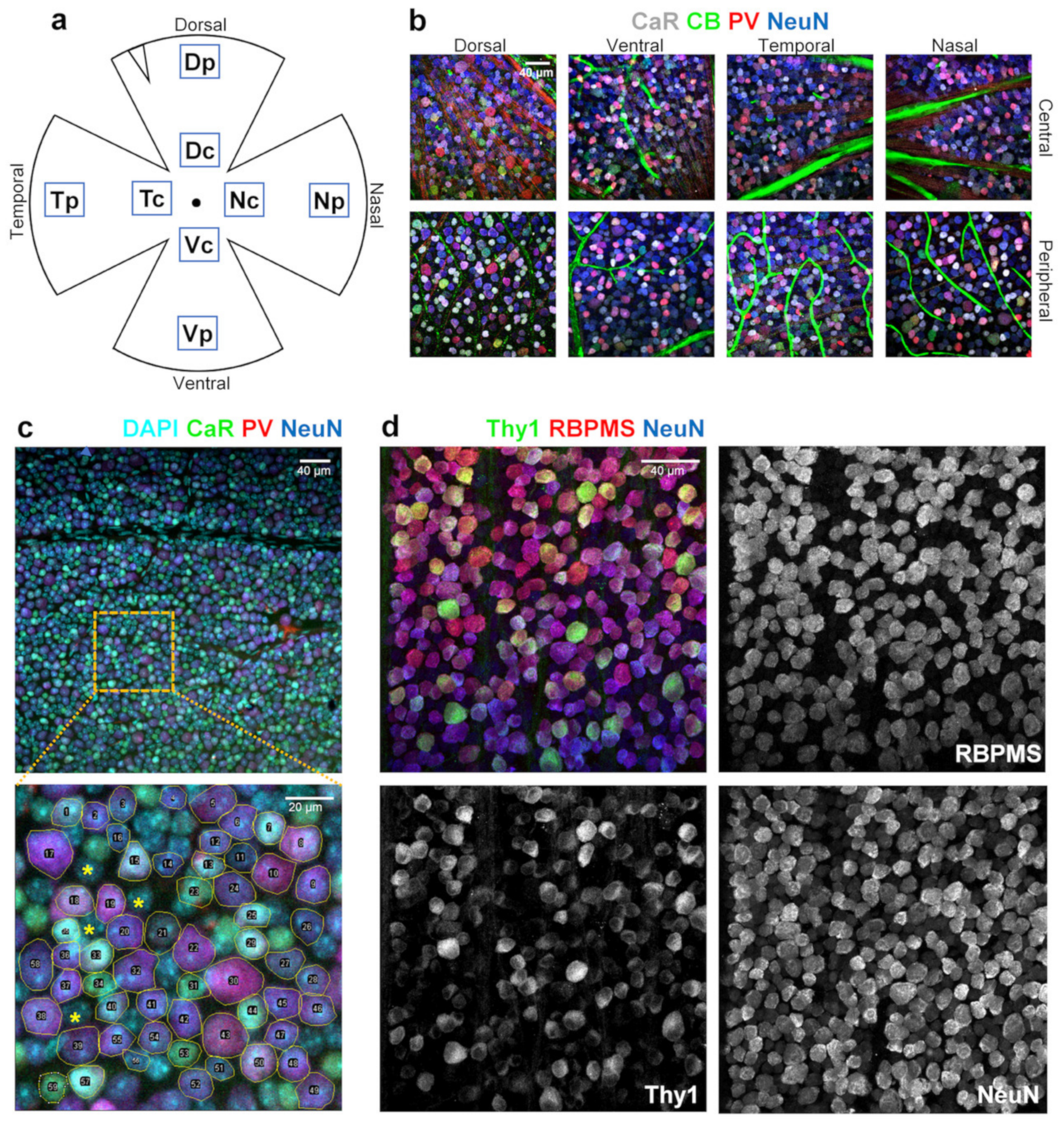 Cells 09 00792 g001 Cells 09 00792 g001