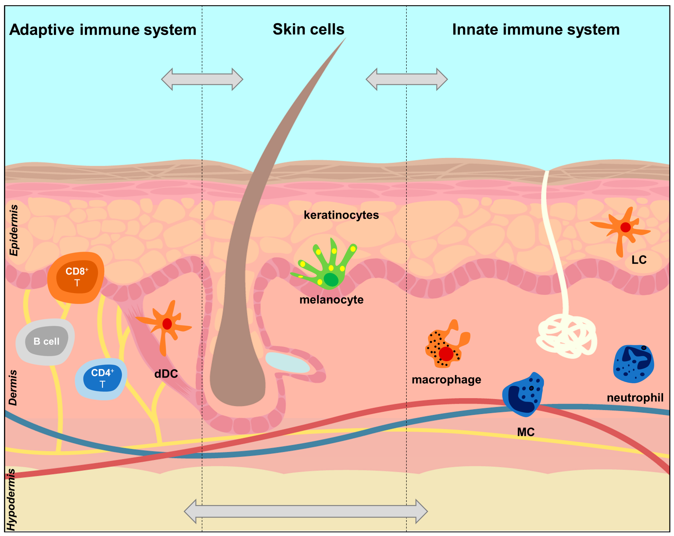 Cells Free Full Text The Brainskin Connection And The Pathogenesis