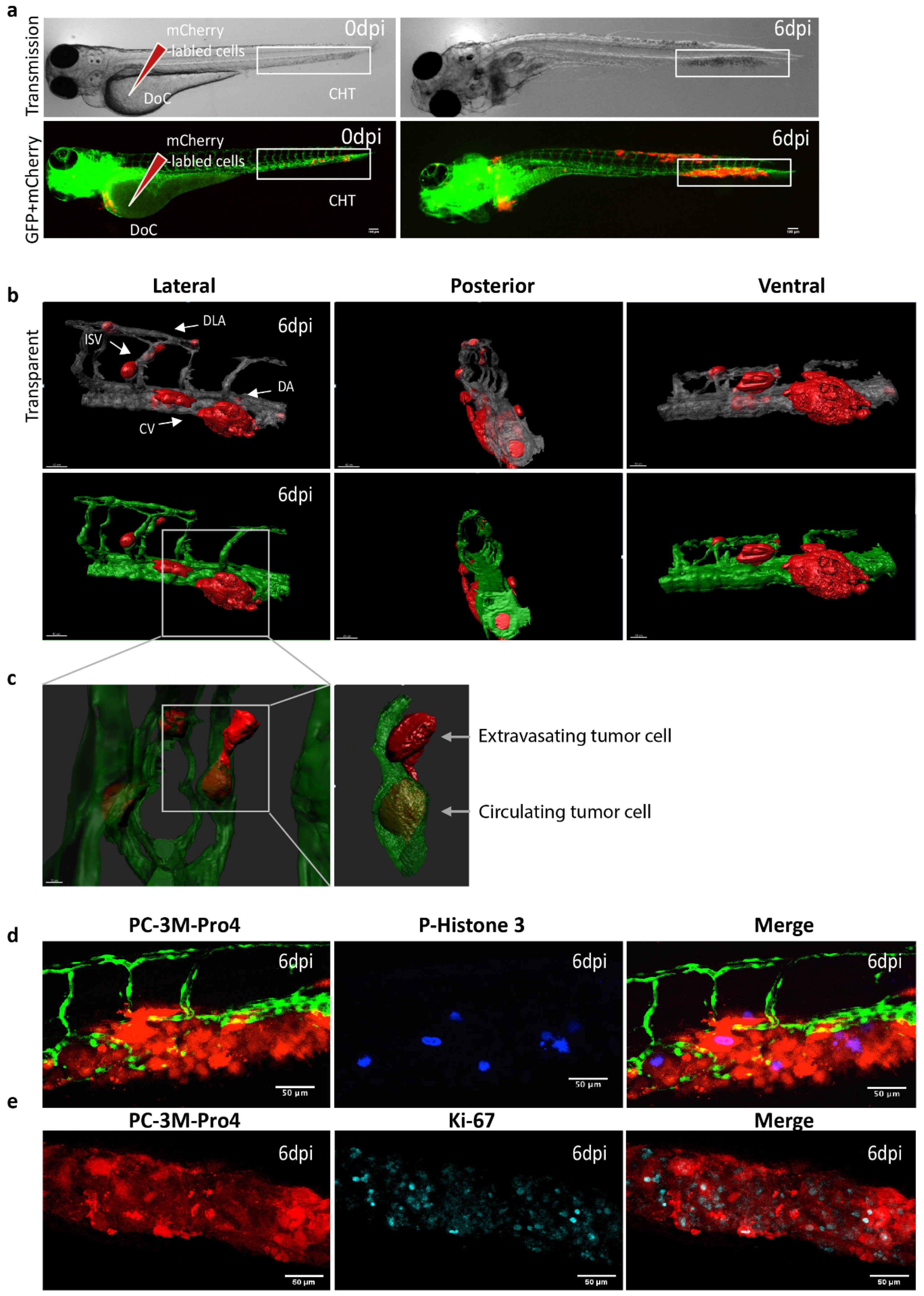 Cells 09 00797 g001 Cells 09 00797 g001