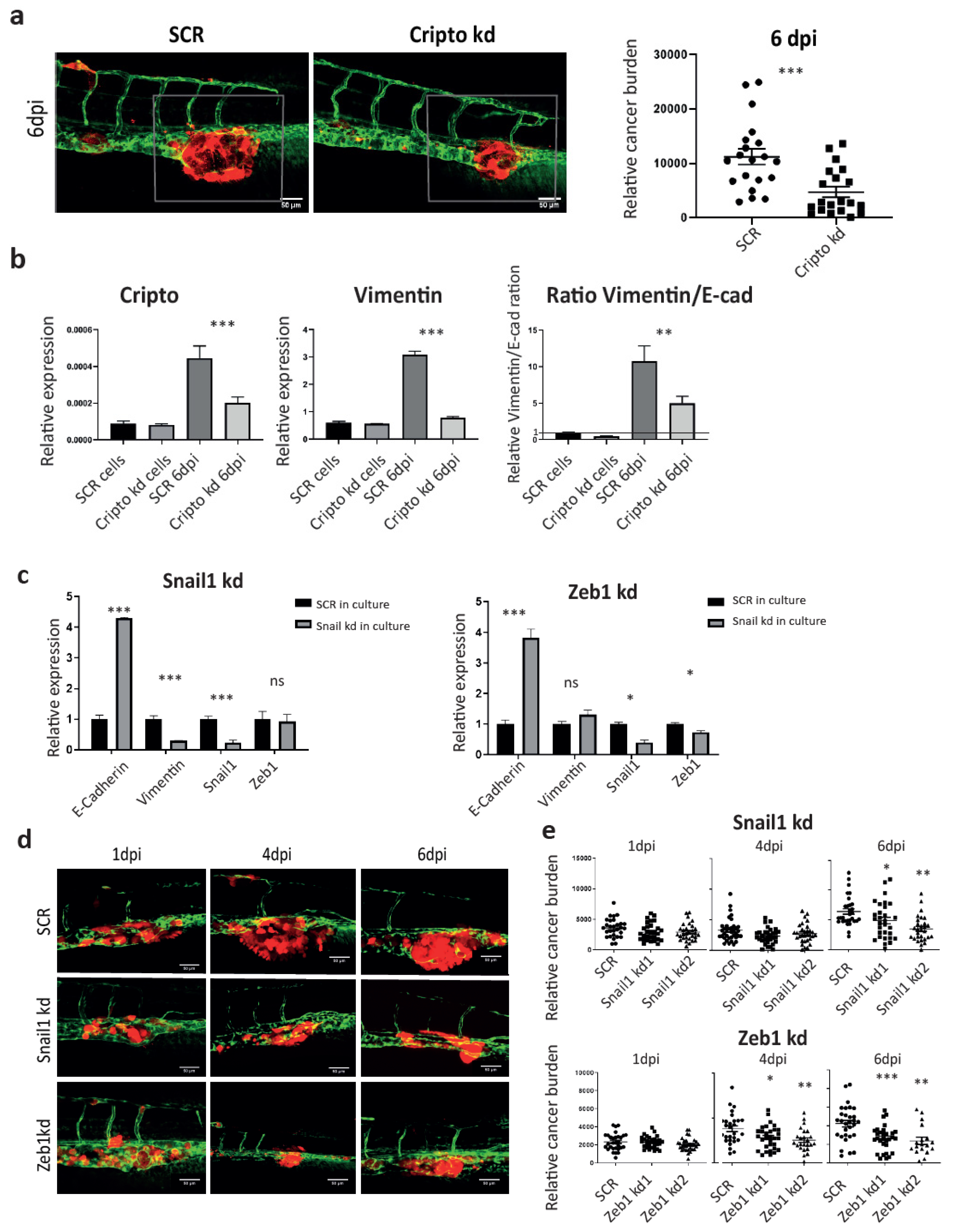 Cells 09 00797 g005 Cells 09 00797 g005