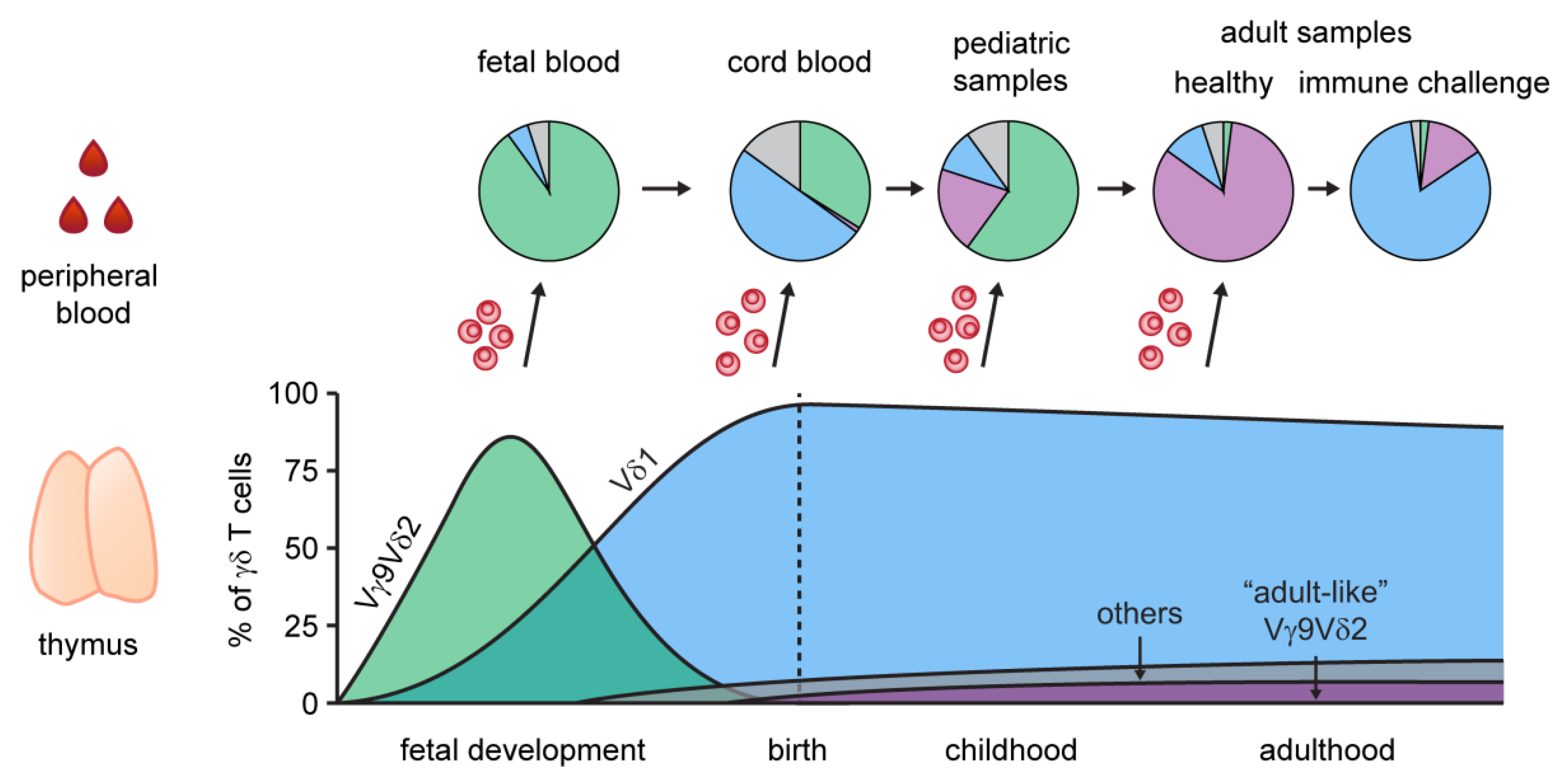 Gamma Delta T Cells Phenotype