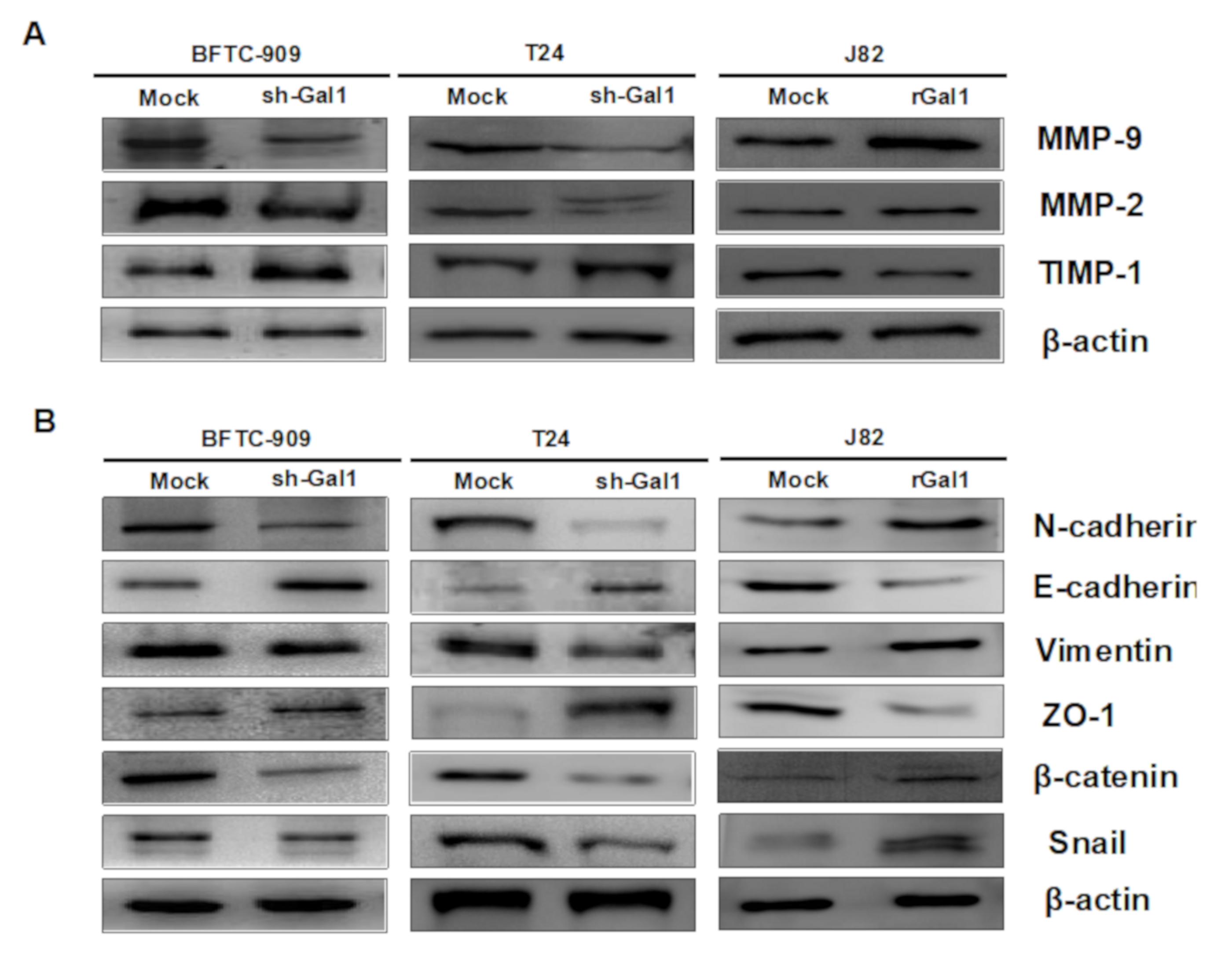 Cells 09 00806 g005 Cells 09 00806 g005