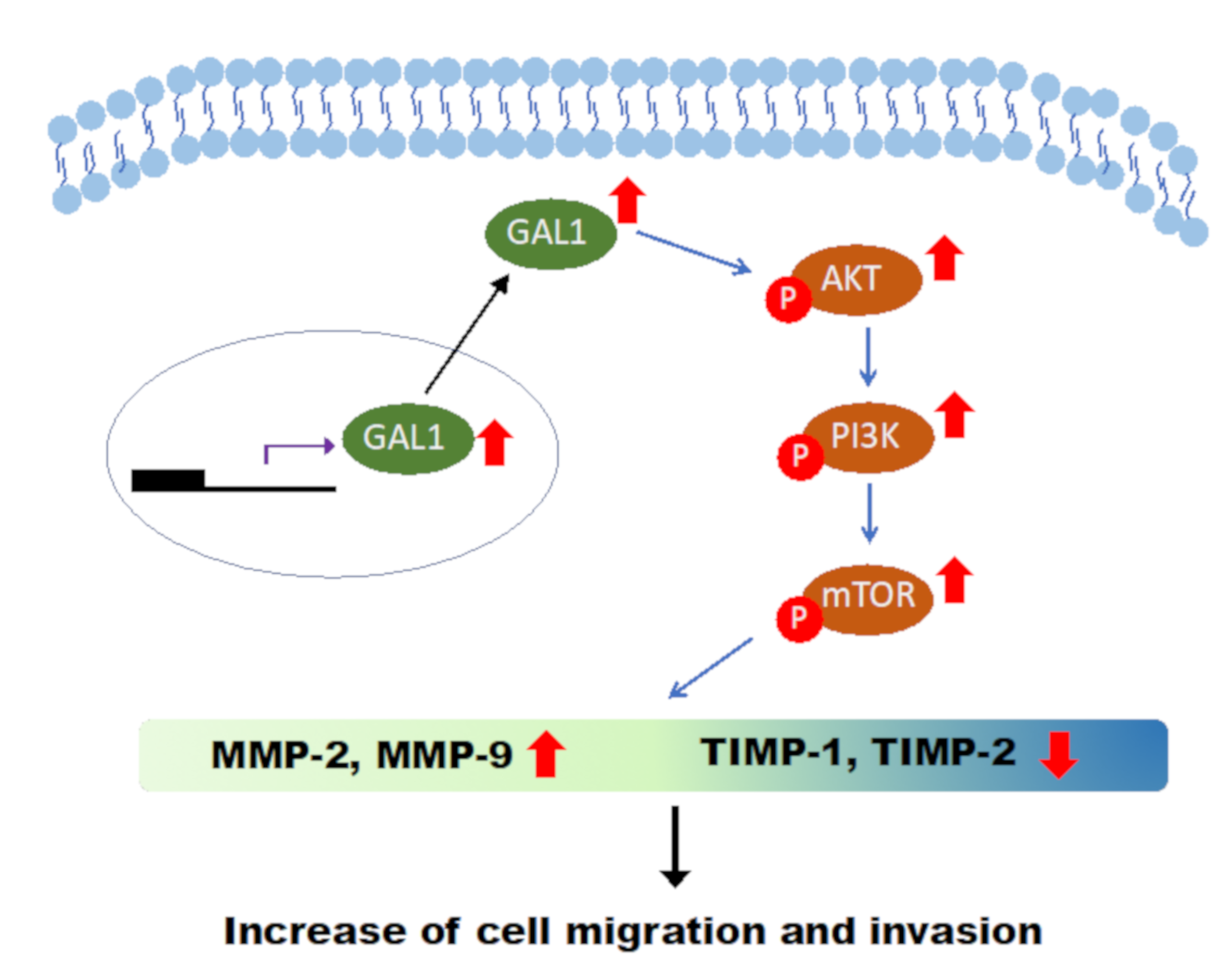 Cells 09 00806 g007 Cells 09 00806 g007