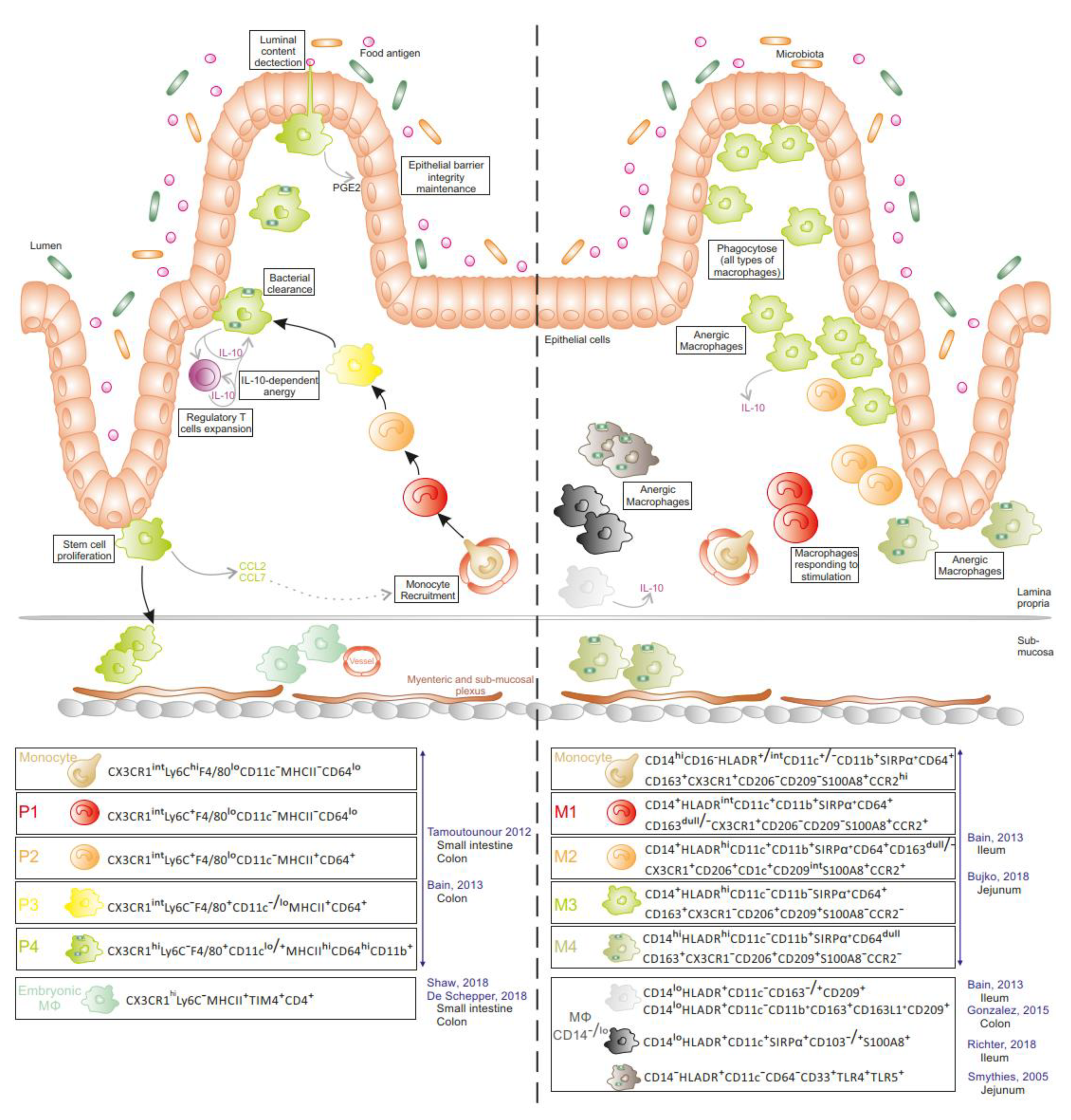 Cells 09 00813 g003 Cells 09 00813 g003