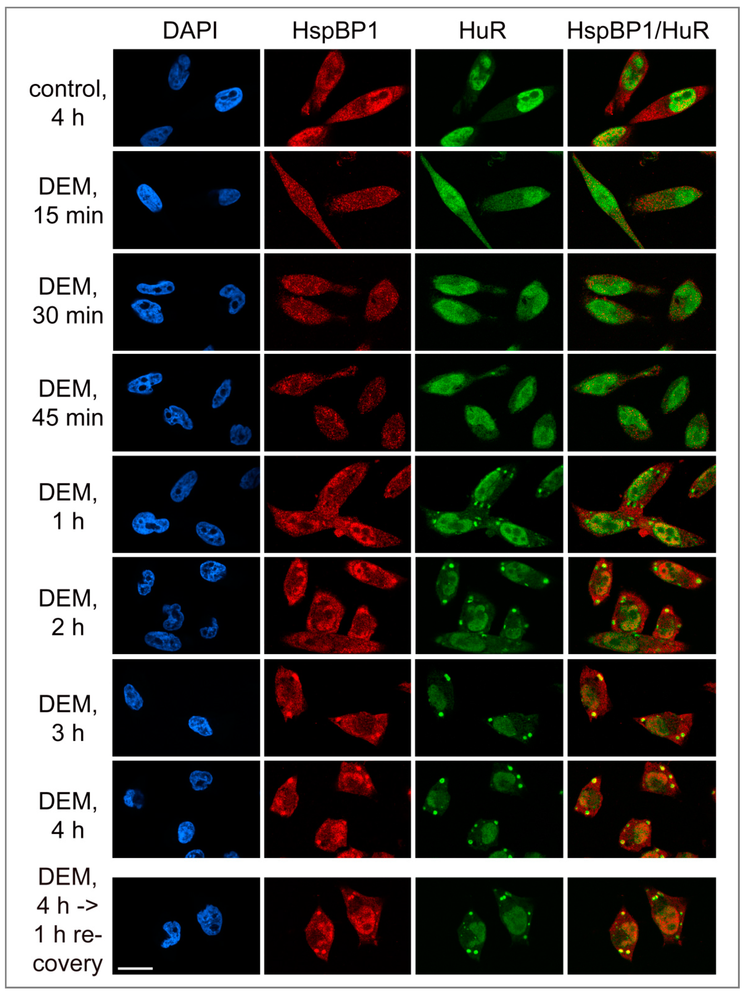 Cells 09 00825 g003