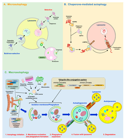 Mitophagy in the Pathogenesis of Liver Diseases