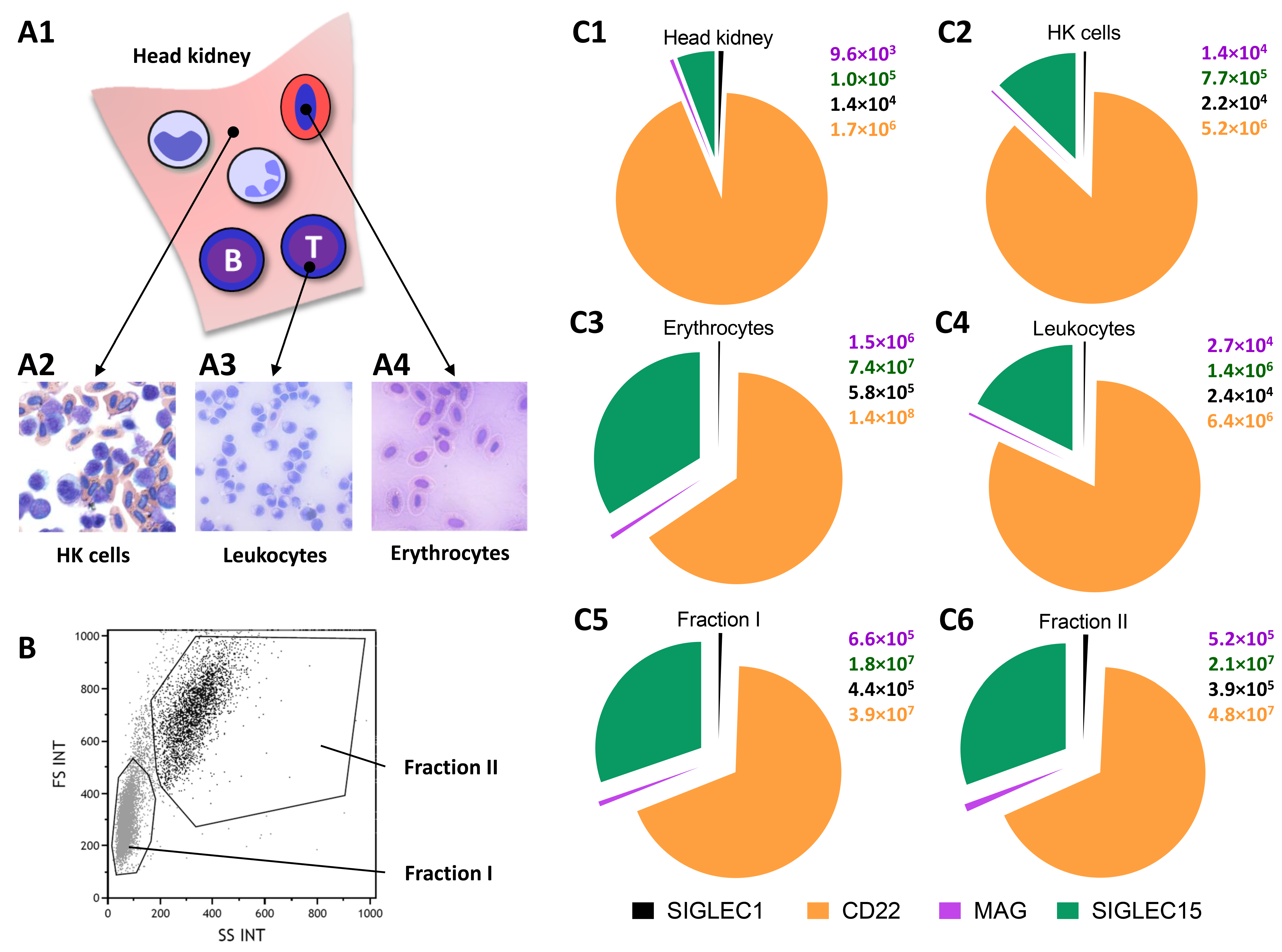 Cells 09 00836 g003 Cells 09 00836 g003