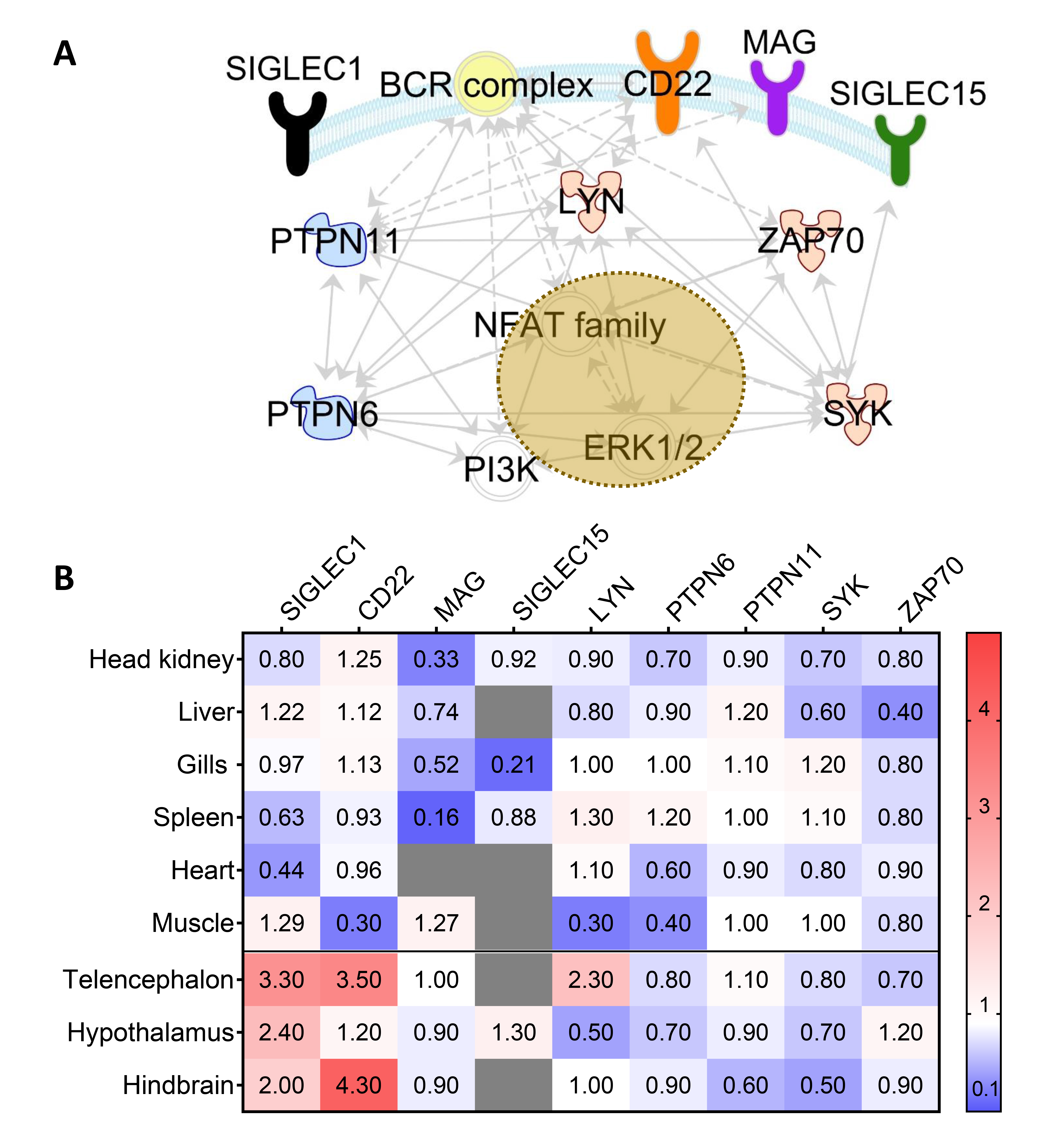 Cells 09 00836 g007 Cells 09 00836 g007