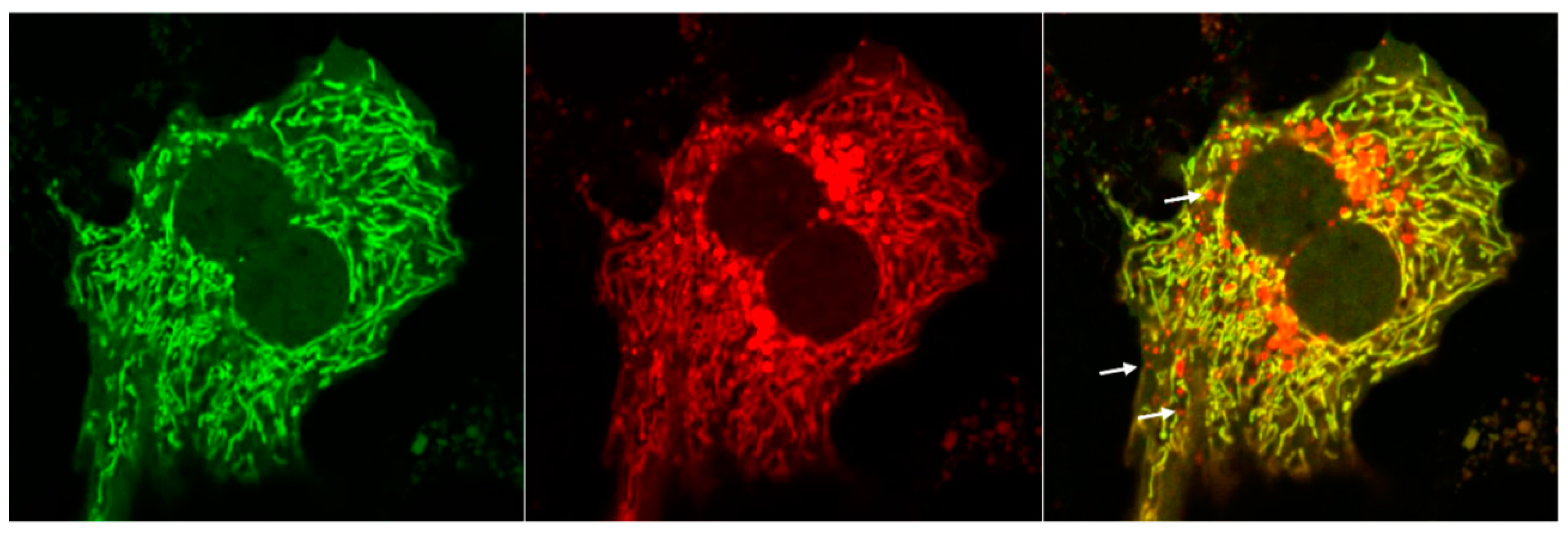 Cells 09 00837 g003 Cells 09 00837 g003