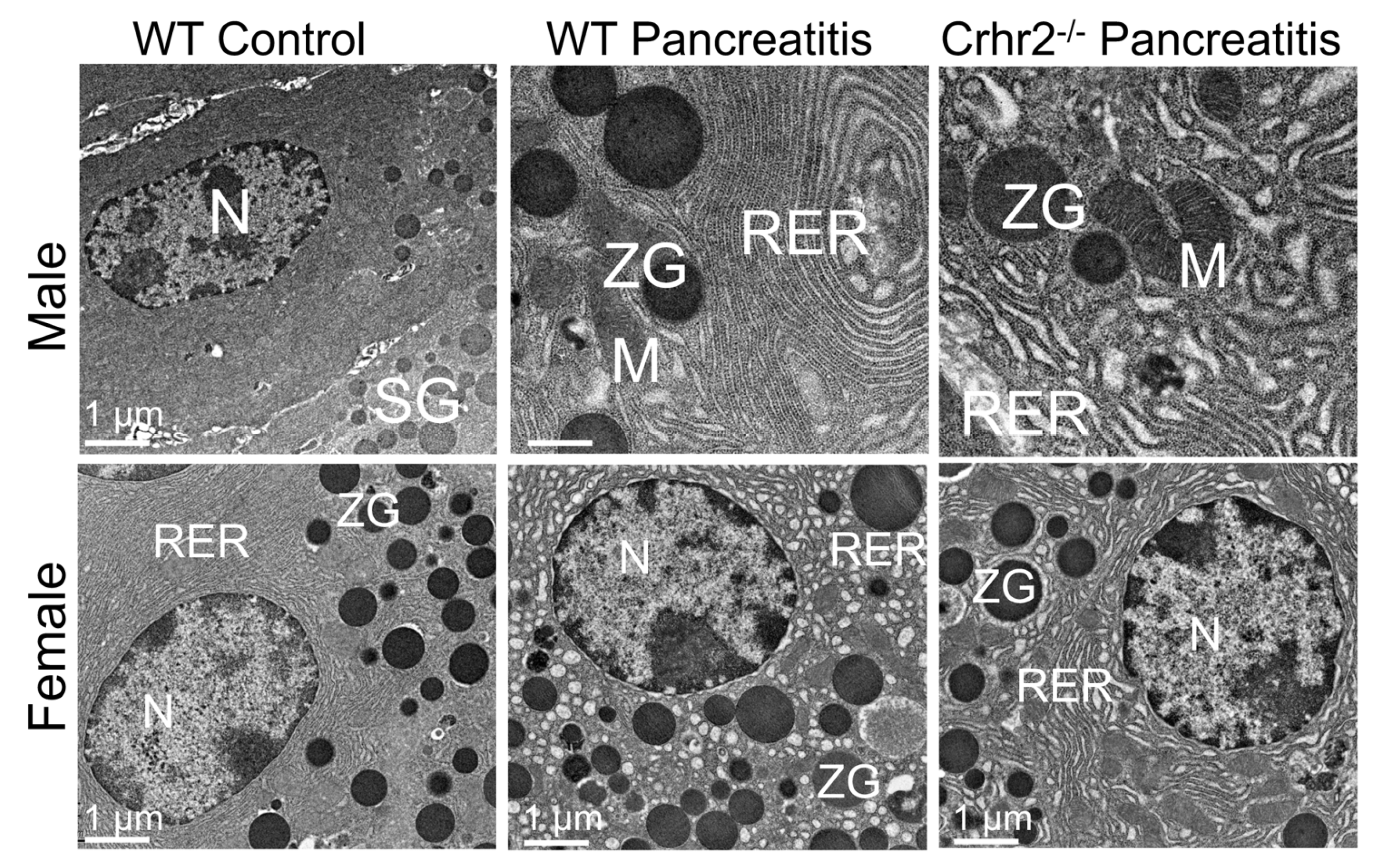 Cells 09 00839 g005 Cells 09 00839 g005