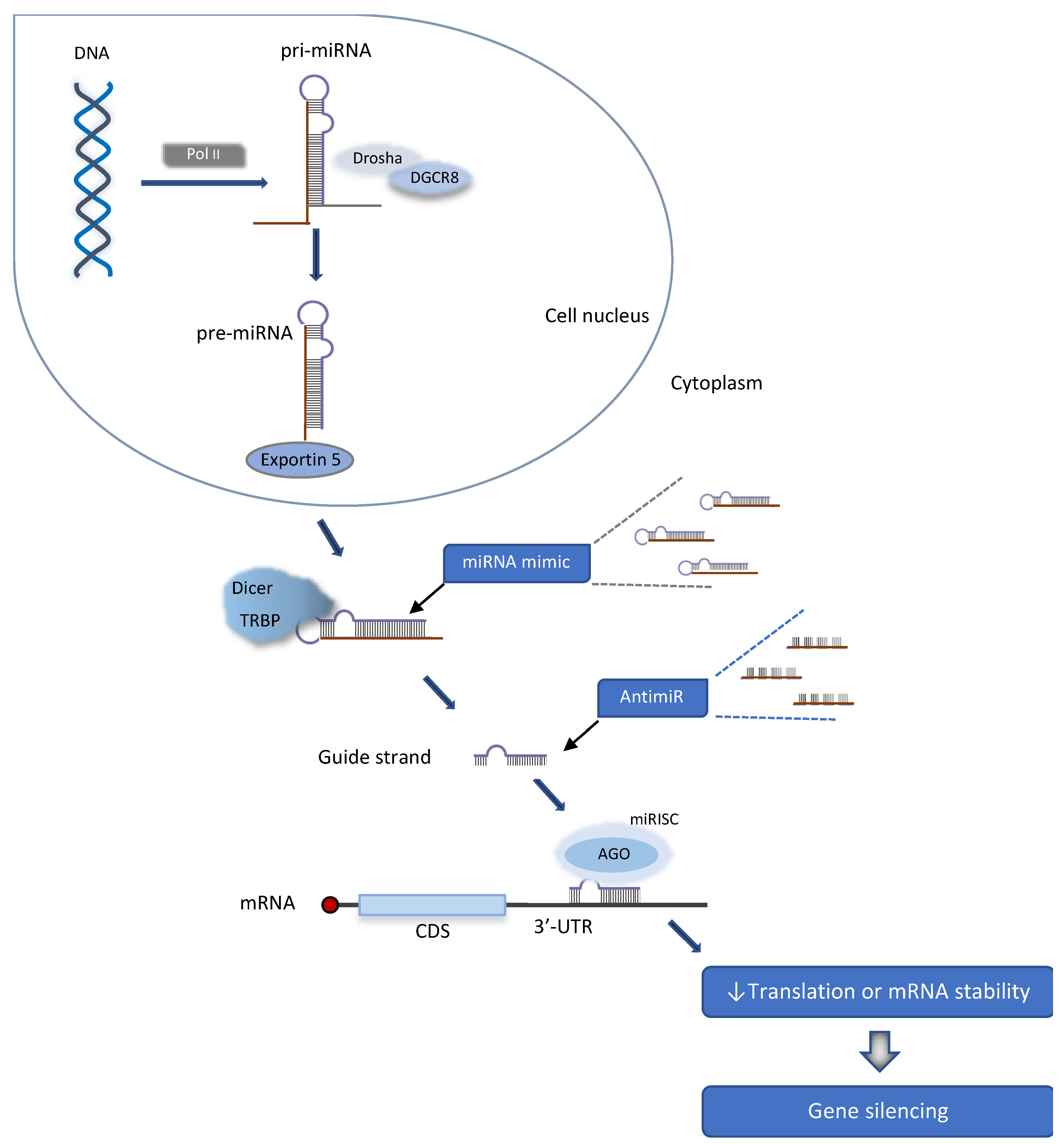 Cells Free Full Text The Promise And Challenges Of Developing Mirna Based Therapeutics For Parkinson S Disease Html Cells Free Full Text The Promise And Challenges Of Developing Mirna Based Therapeutics For Parkinson S Disease Html
