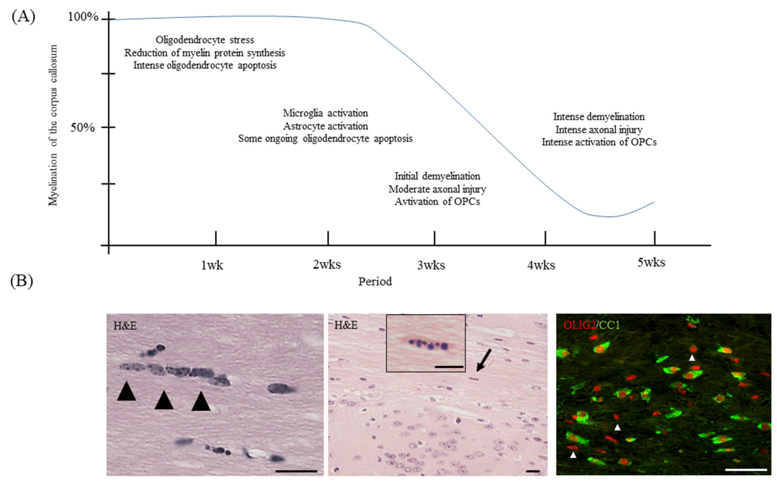 Cells 09 00843 g001 Cells 09 00843 g001