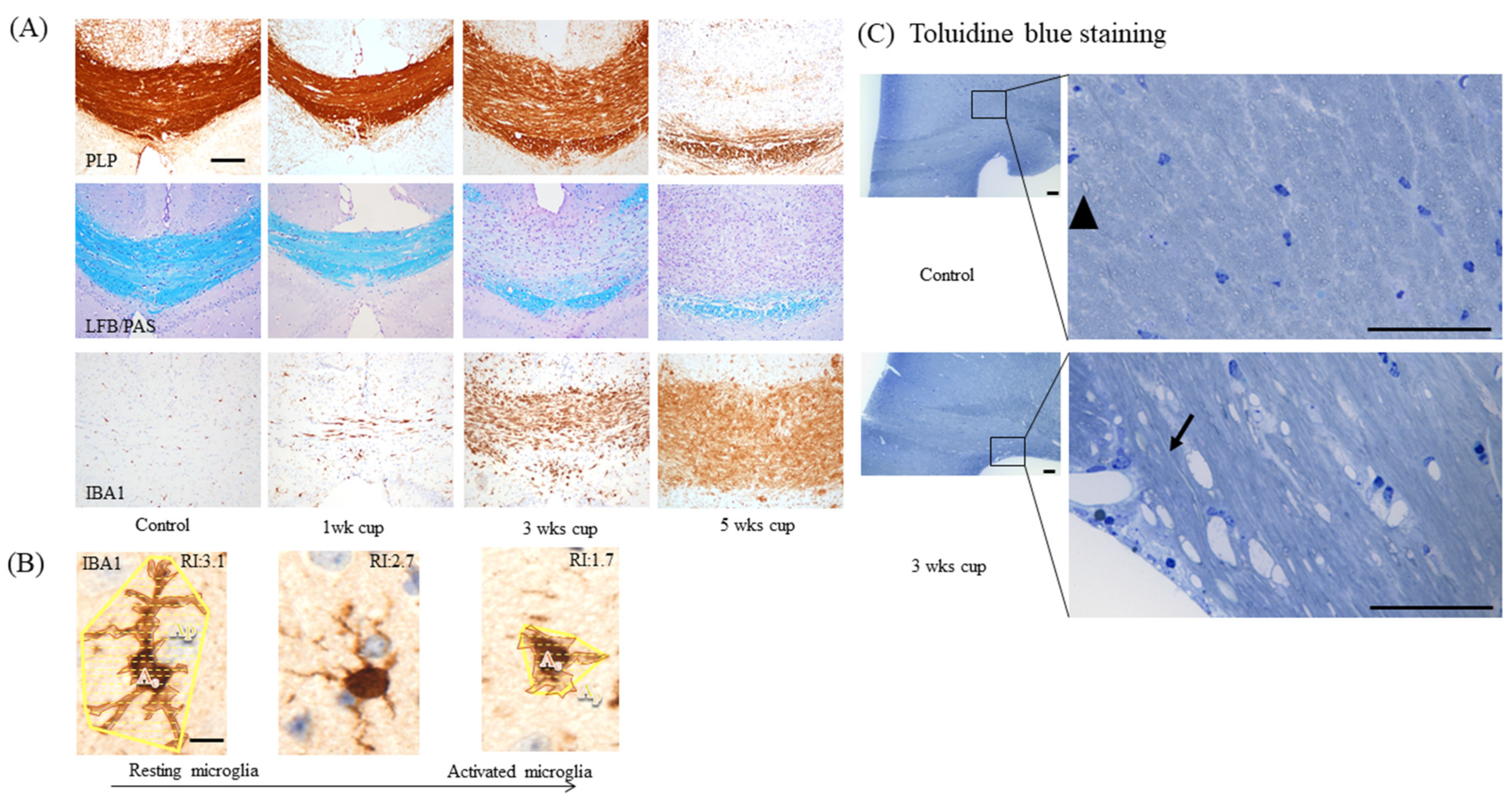 Cells 09 00843 g004 Cells 09 00843 g004
