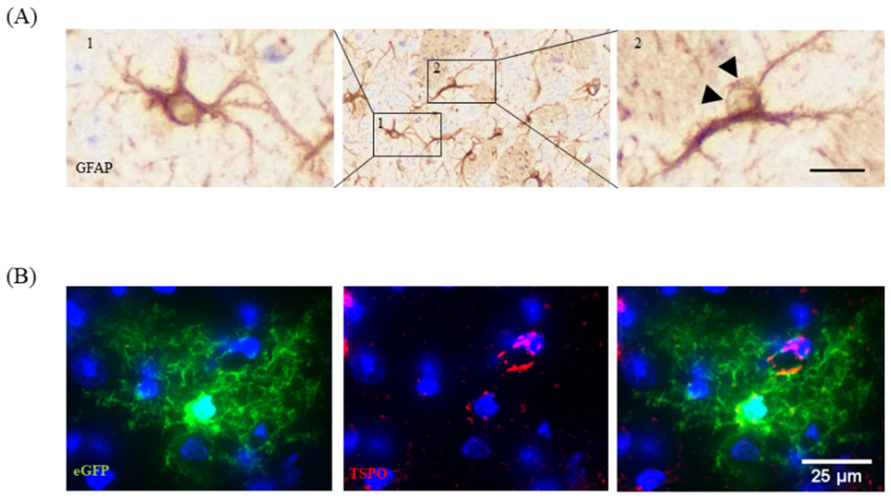 Cells 09 00843 g005 Cells 09 00843 g005