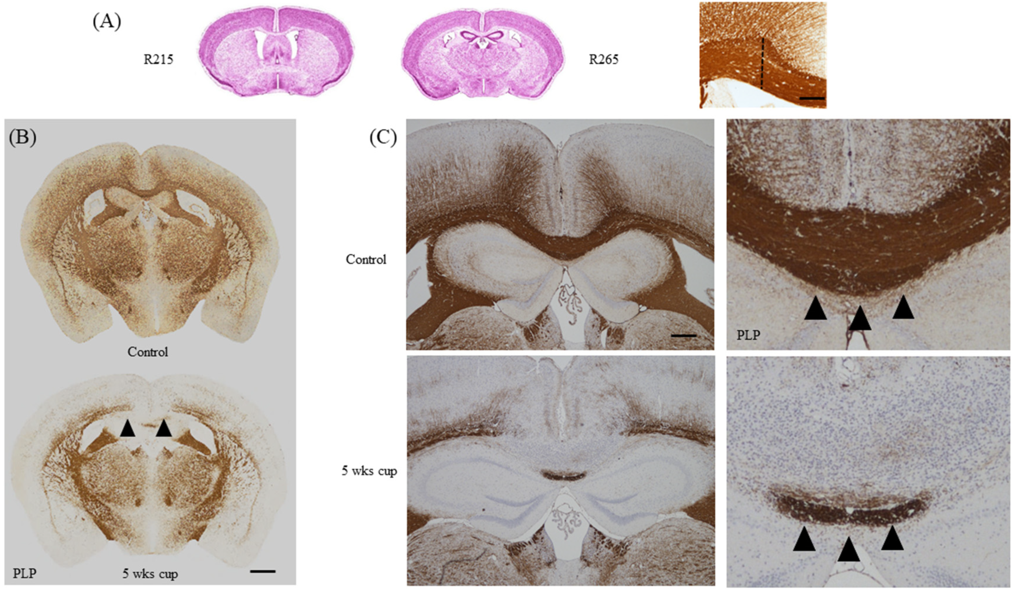 Cells 09 00843 g007 Cells 09 00843 g007