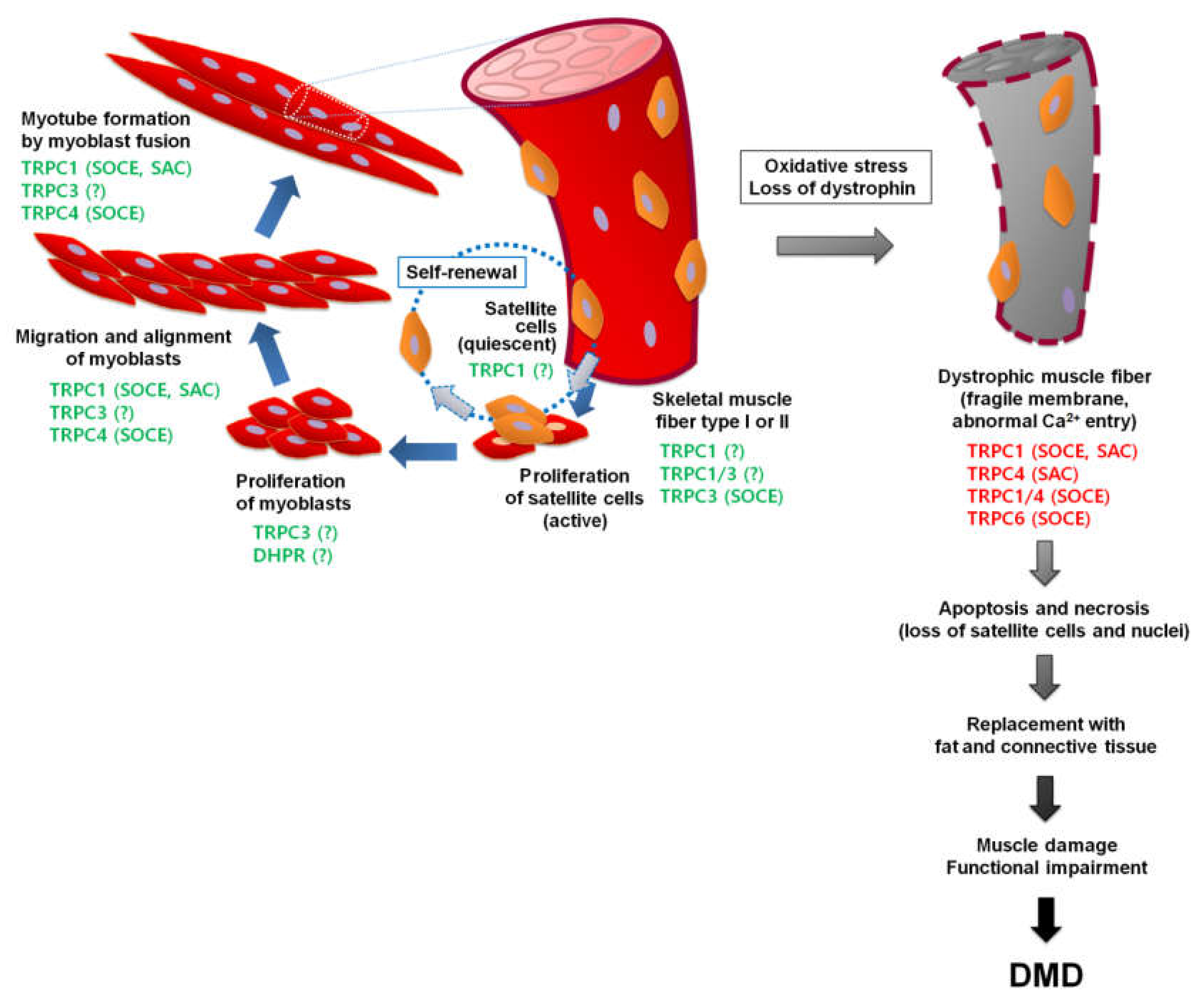Cells 09 00850 g001 Cells 09 00850 g001