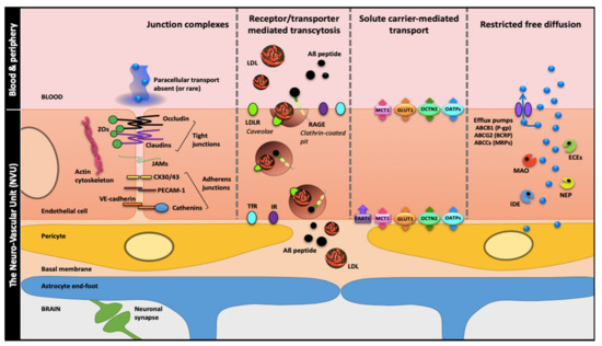 does bpc 157 cross the blood brain barrier Bloodbrain disruption and sustained systemic inflammation in individuals with long COVID-associated cognitive impairment The effect of pentadecapeptide BPC