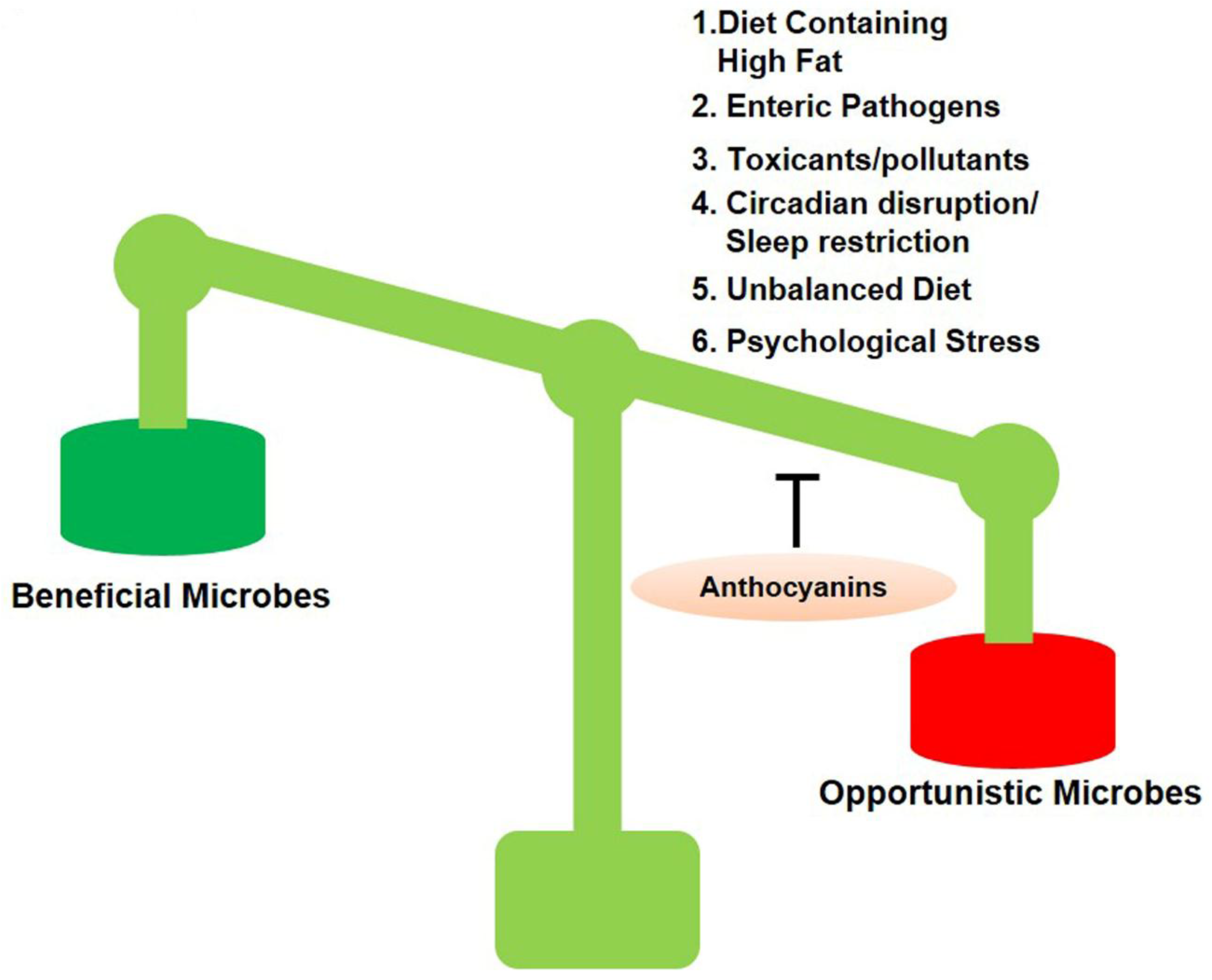 Gut Microbiota, Its Role in Induction of Alzheimer's Disease