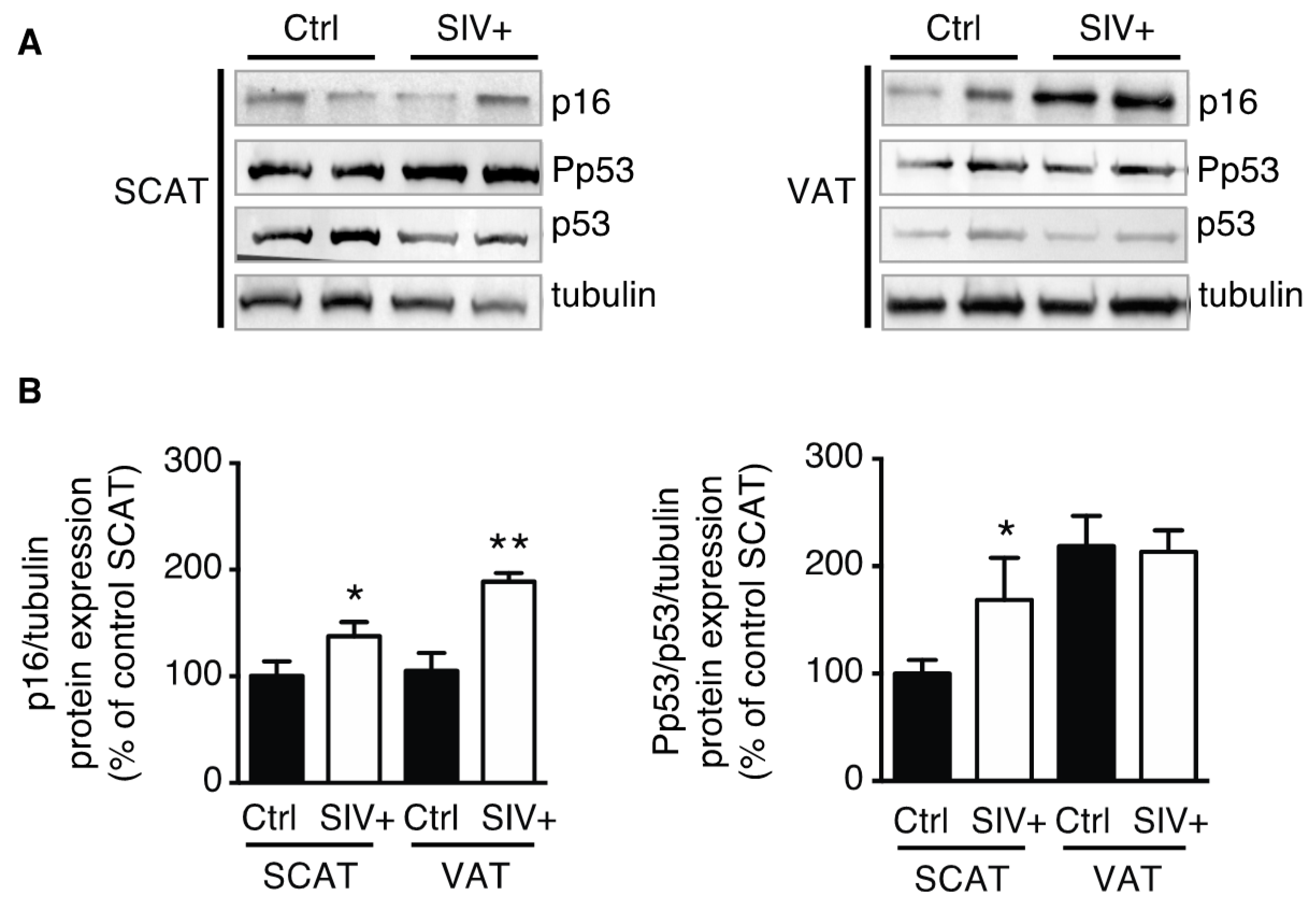Cells 09 00854 g001 Cells 09 00854 g001