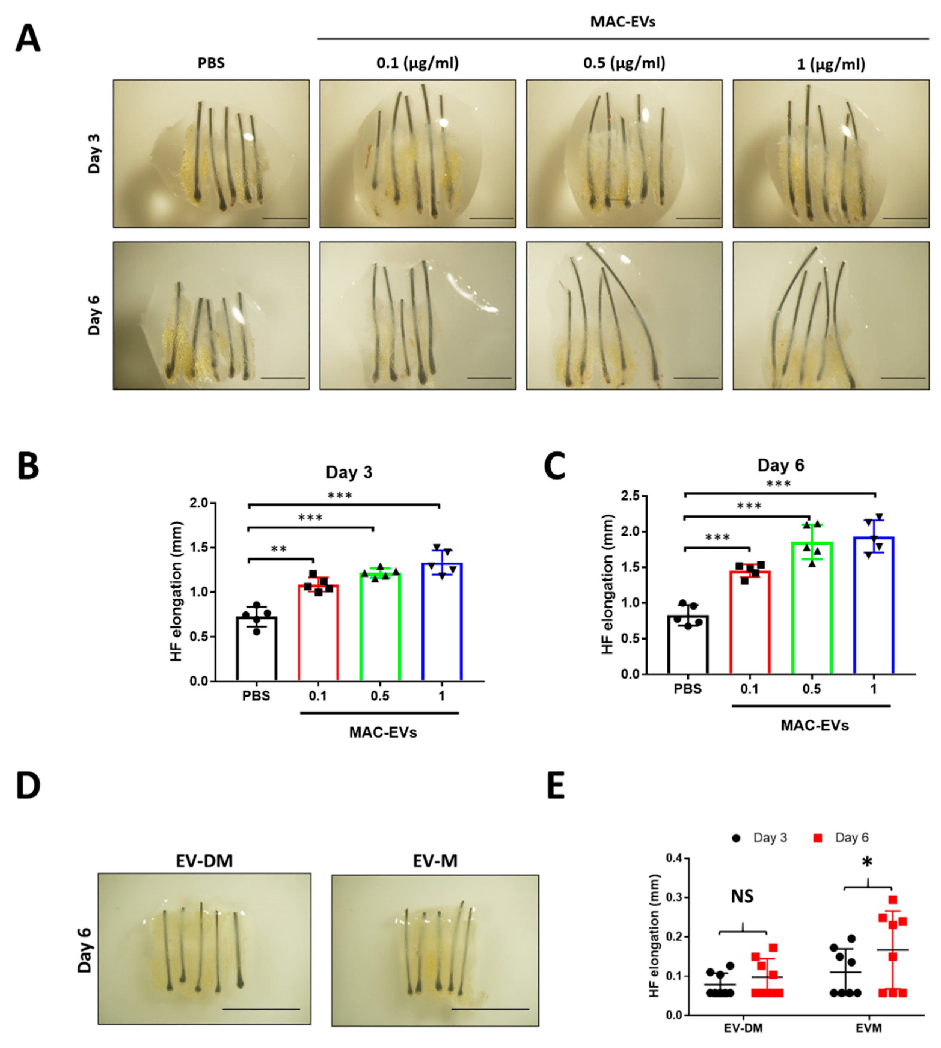 Cells 09 00856 g008 Cells 09 00856 g008