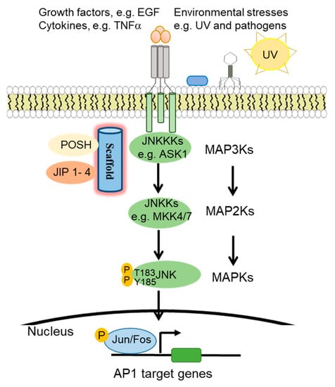Cells Free Full Text The Jnk Signaling Pathway In Inflammatory Skin Disorders And Cancer Html