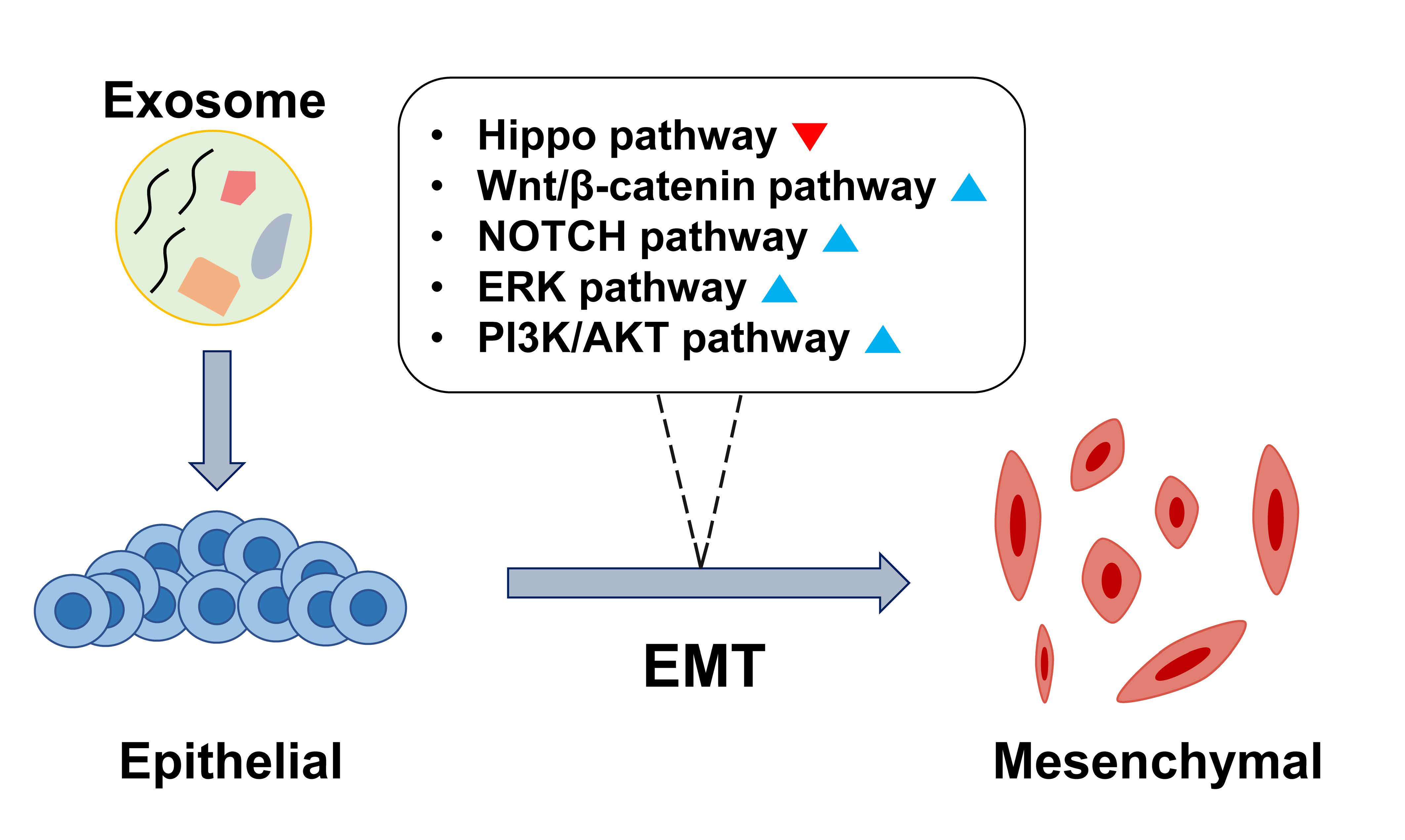 Cells Free Full Text The Emerging Roles Of Exosomes As Emt Regulators In Cancer Html