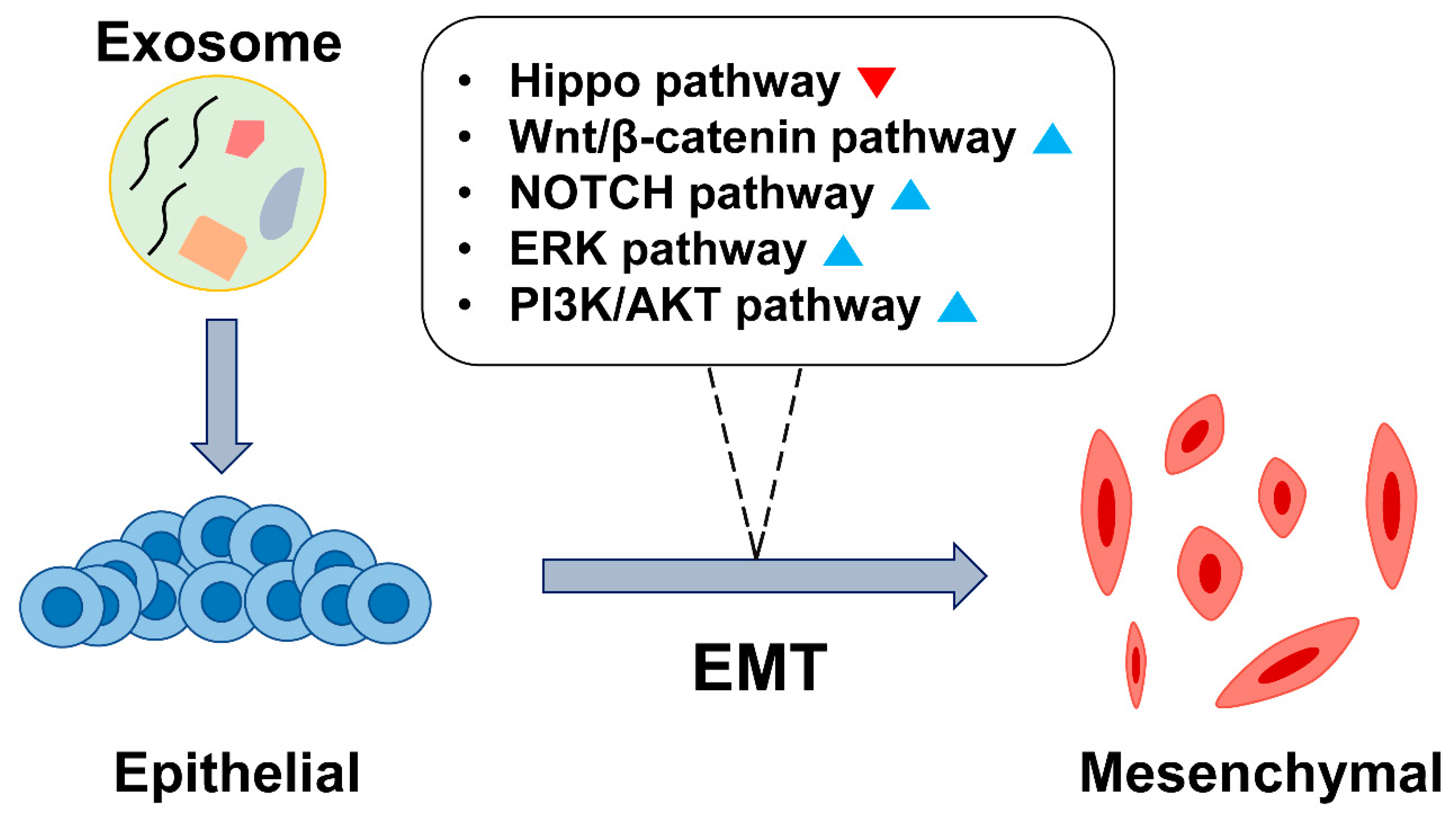 Cells Free Full Text The Emerging Roles Of Exosomes As Emt Regulators In Cancer Html