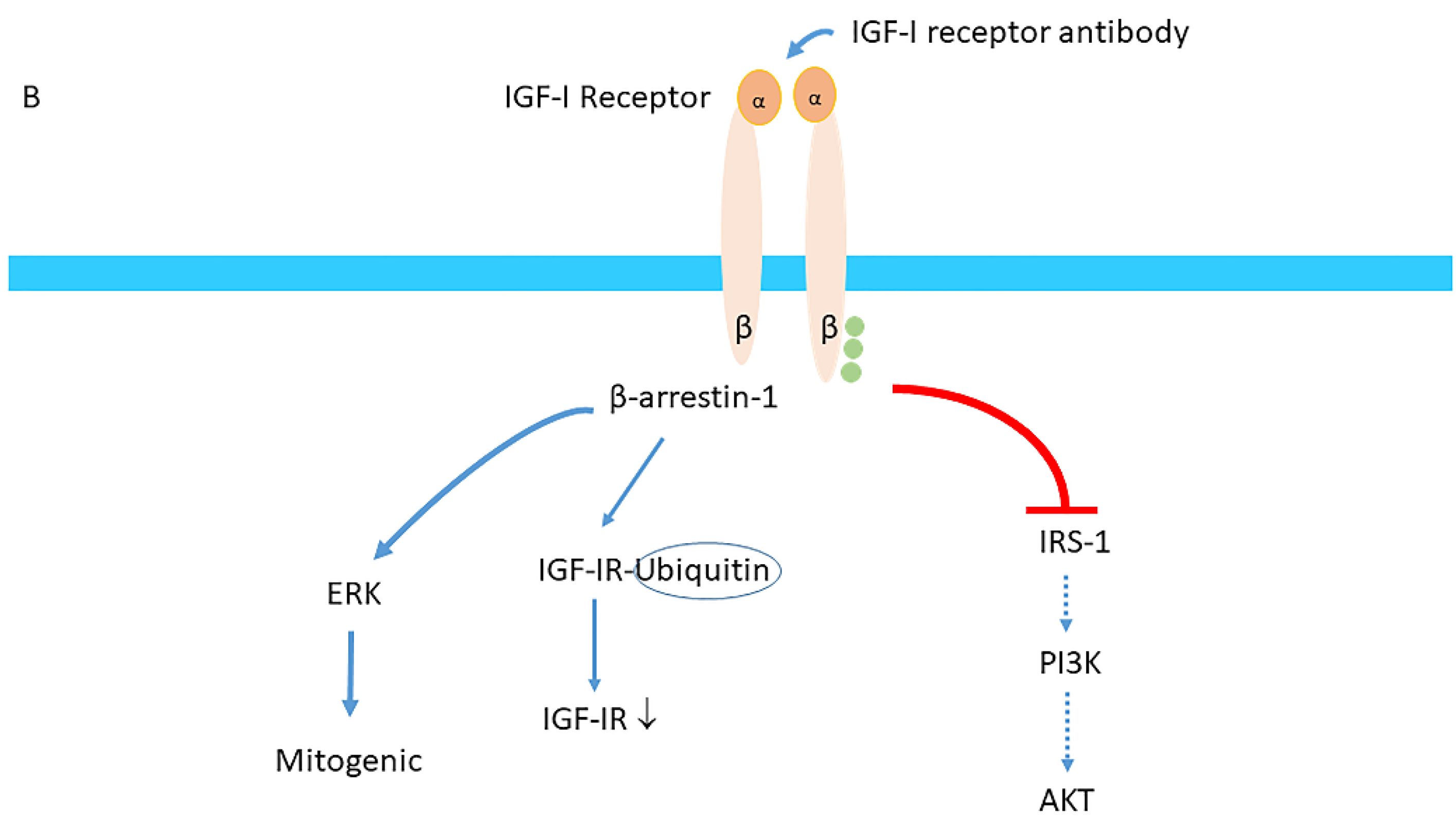 Cells 09 00862 g005b Cells 09 00862 g005b