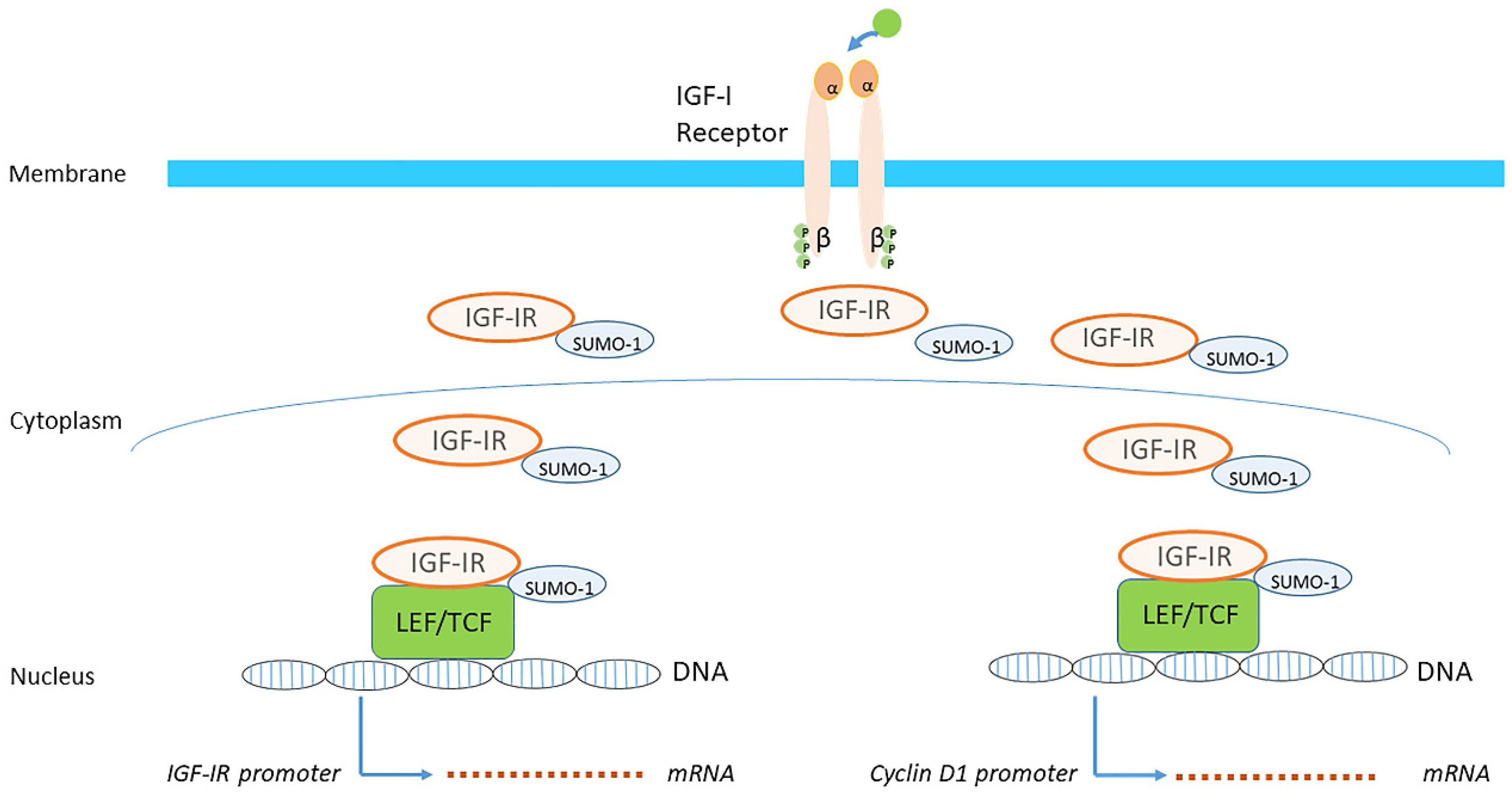Cells 09 00862 g006 Cells 09 00862 g006