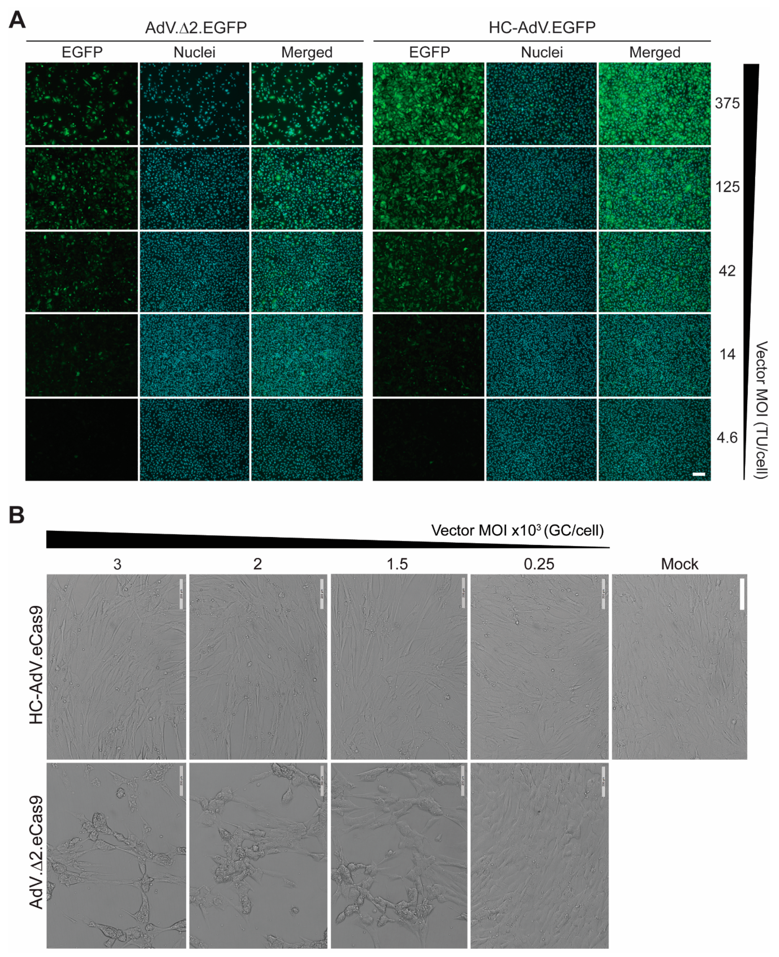 Cells 09 00869 g003 Cells 09 00869 g003