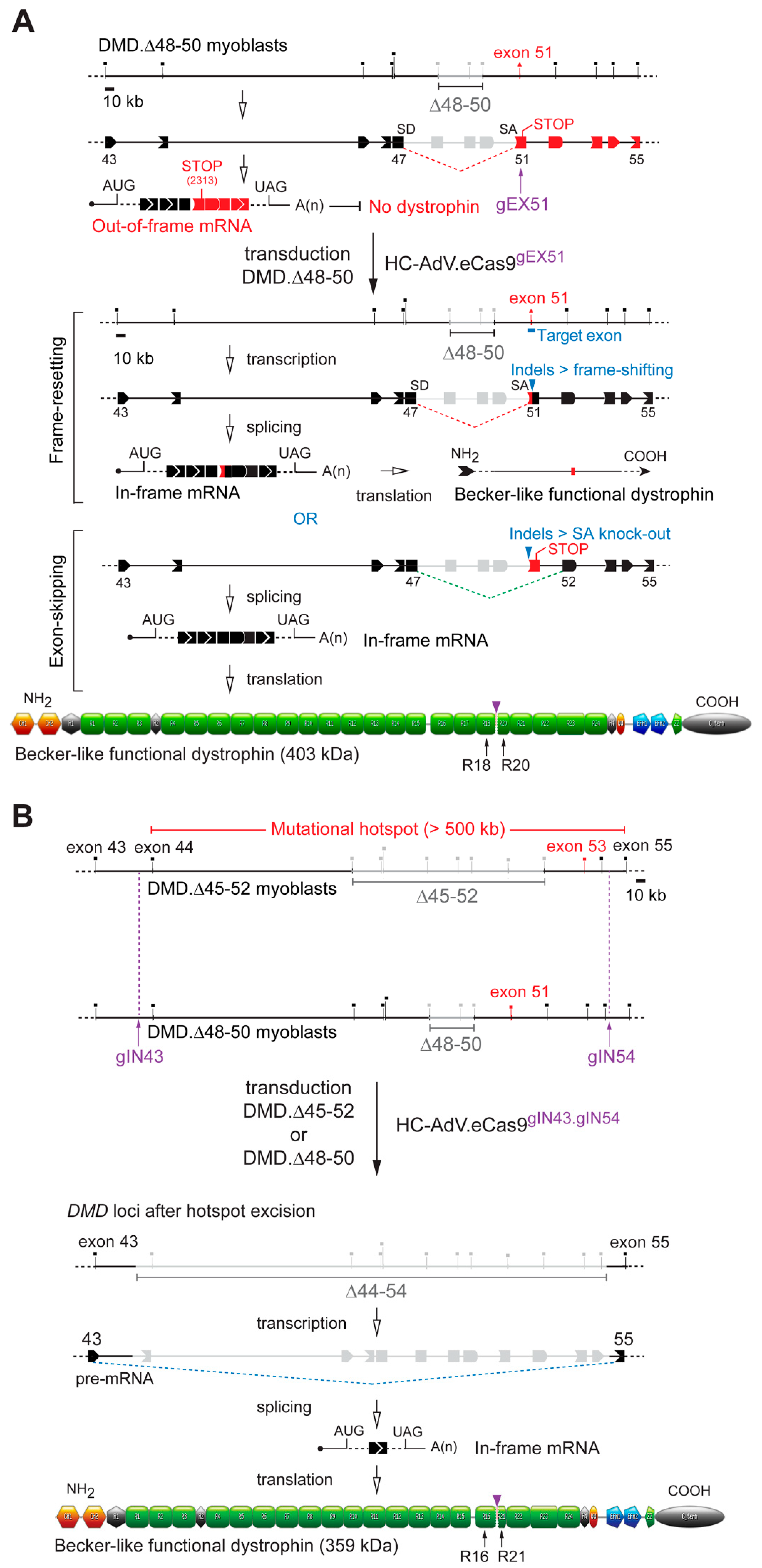 Cells 09 00869 g004 Cells 09 00869 g004